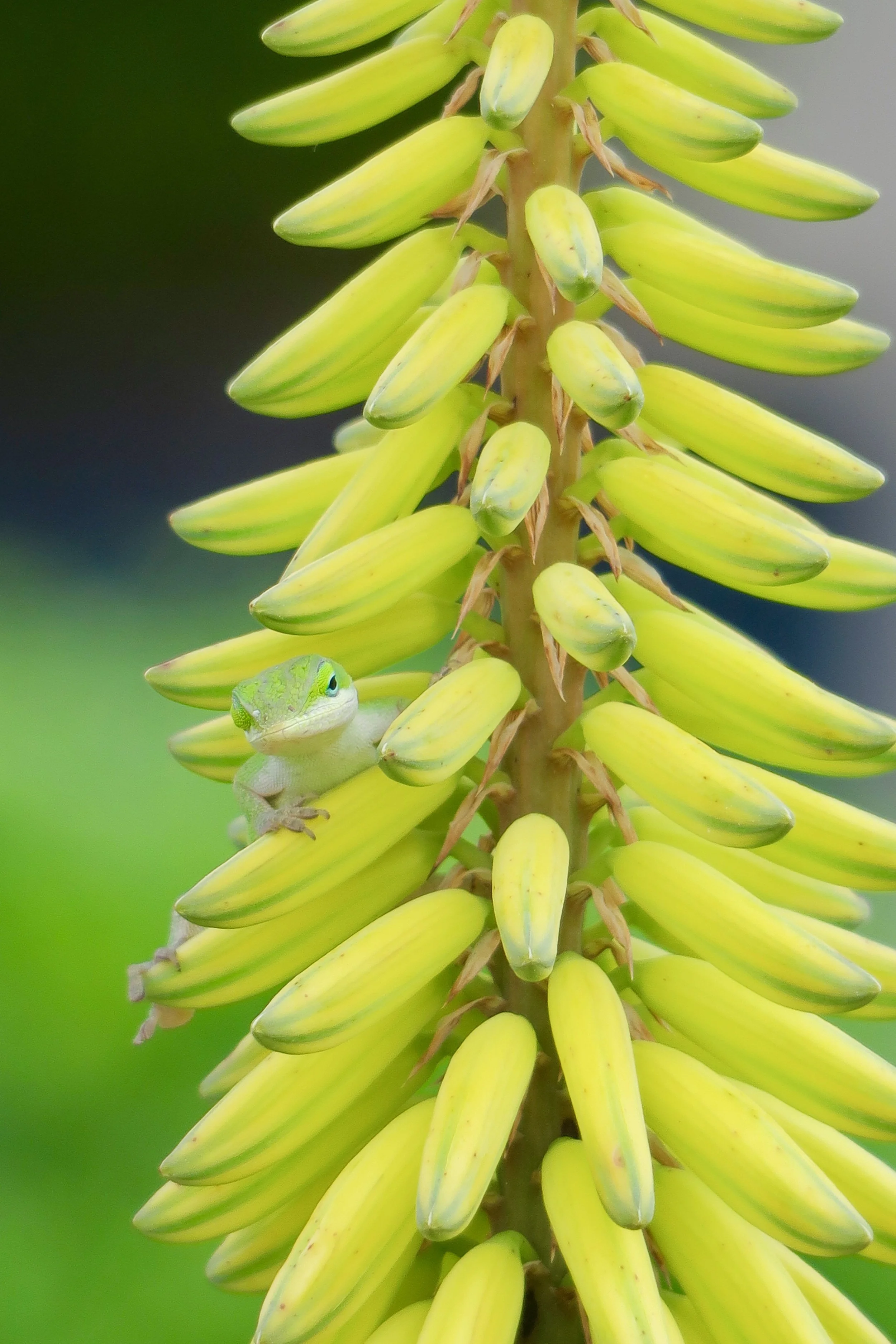lizard  flower.jpg