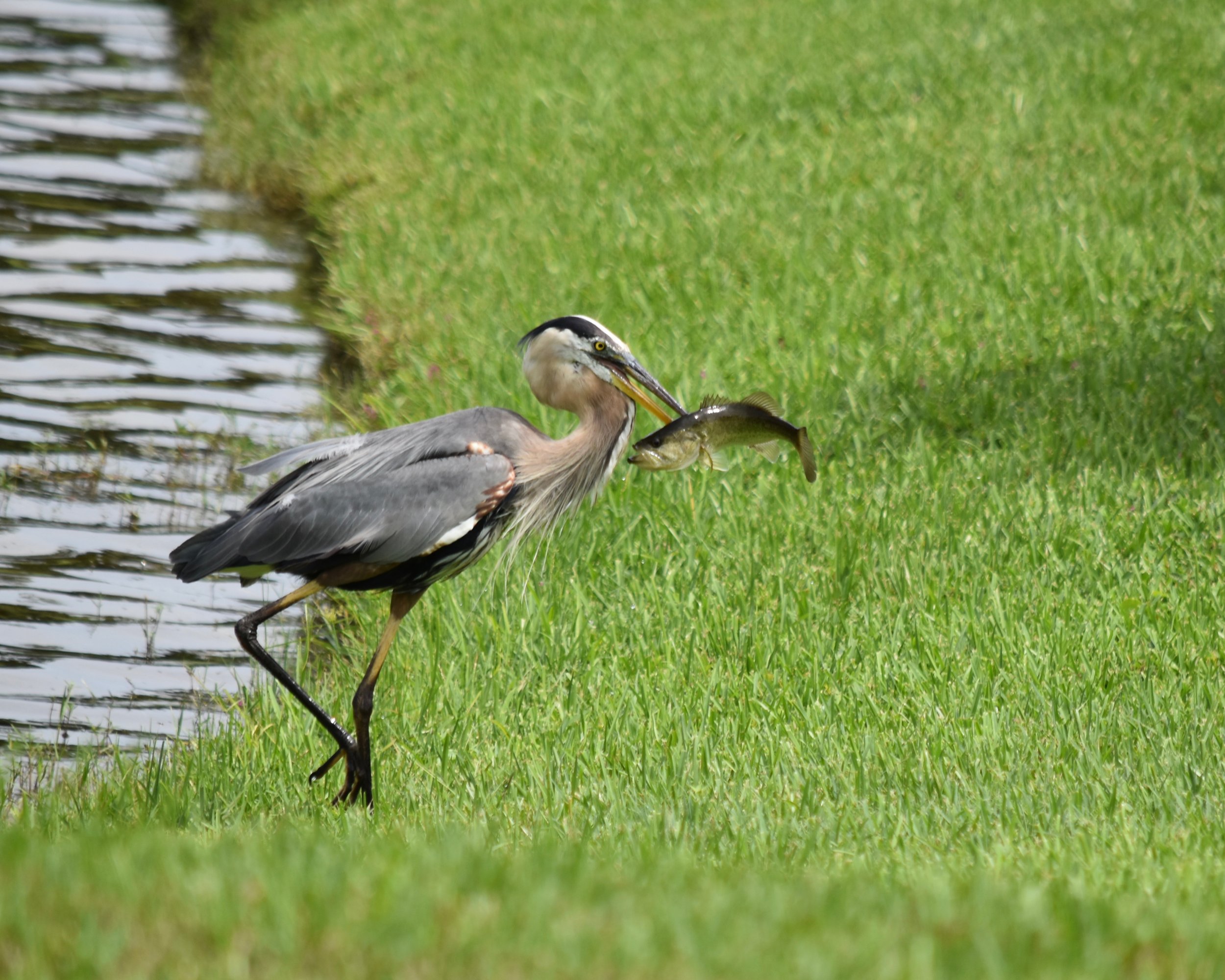 heron and carp 4.jpg