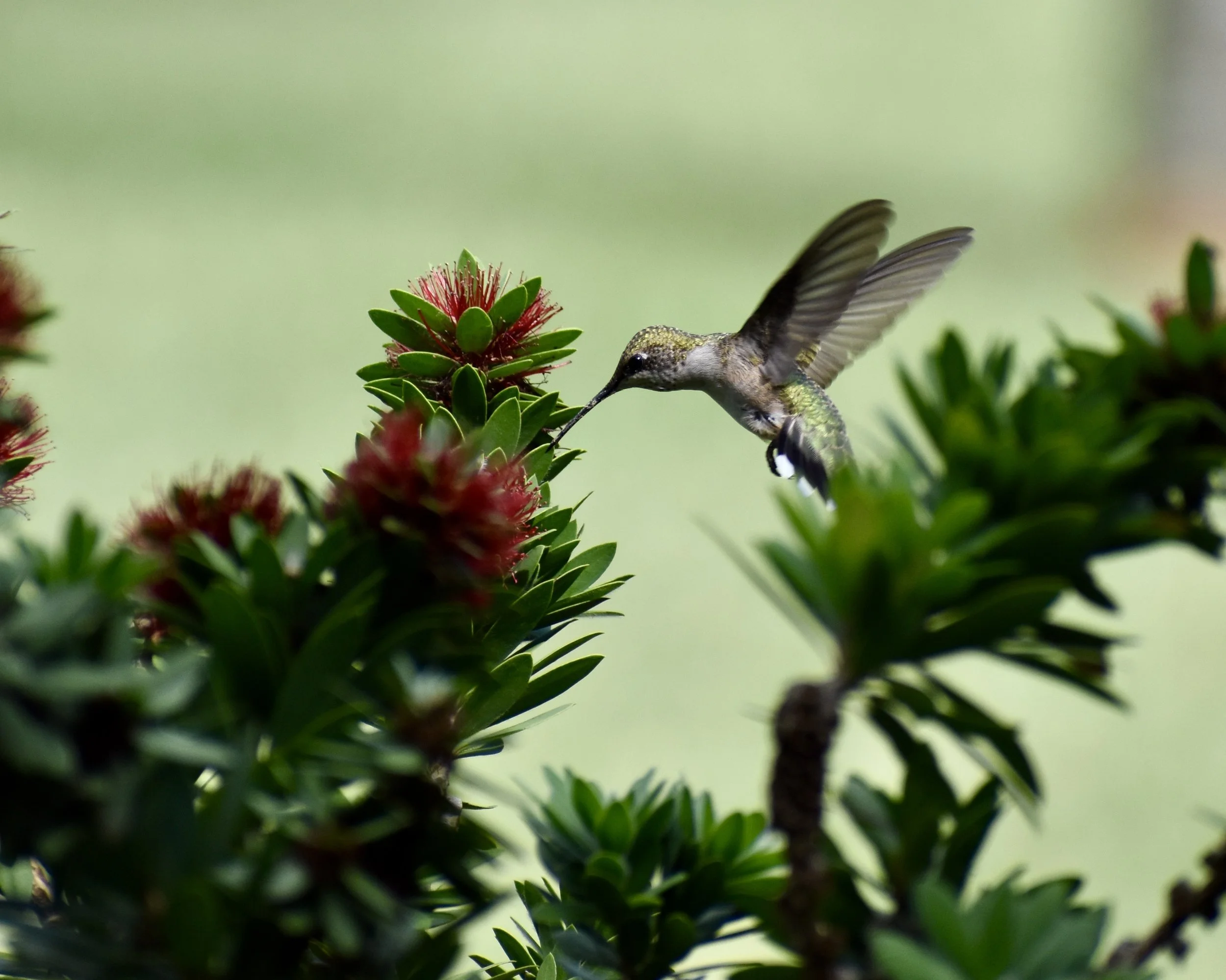 hummingbird 2.JPG