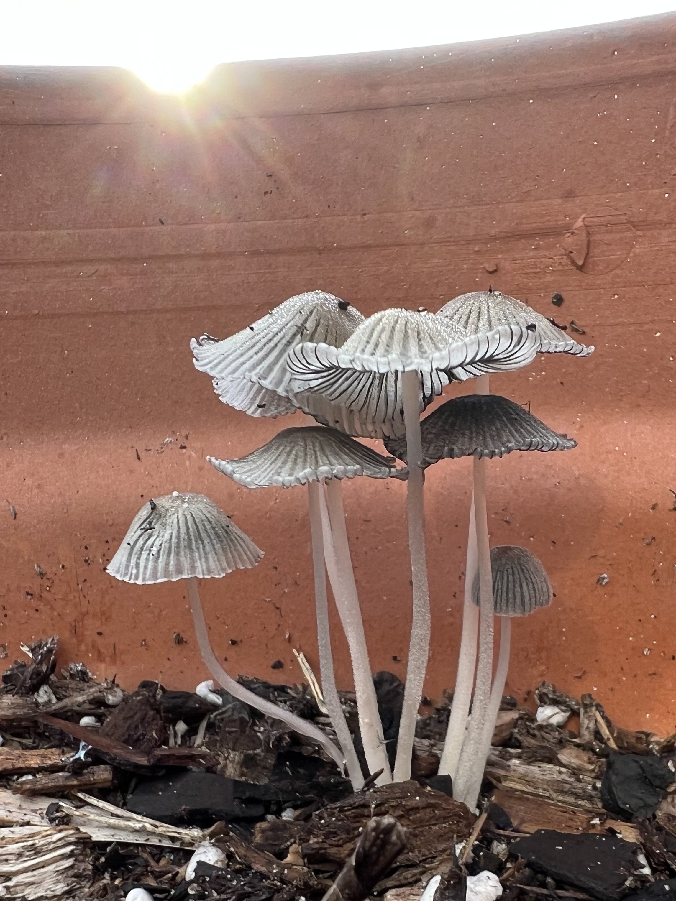 sunrise fungi.jpeg