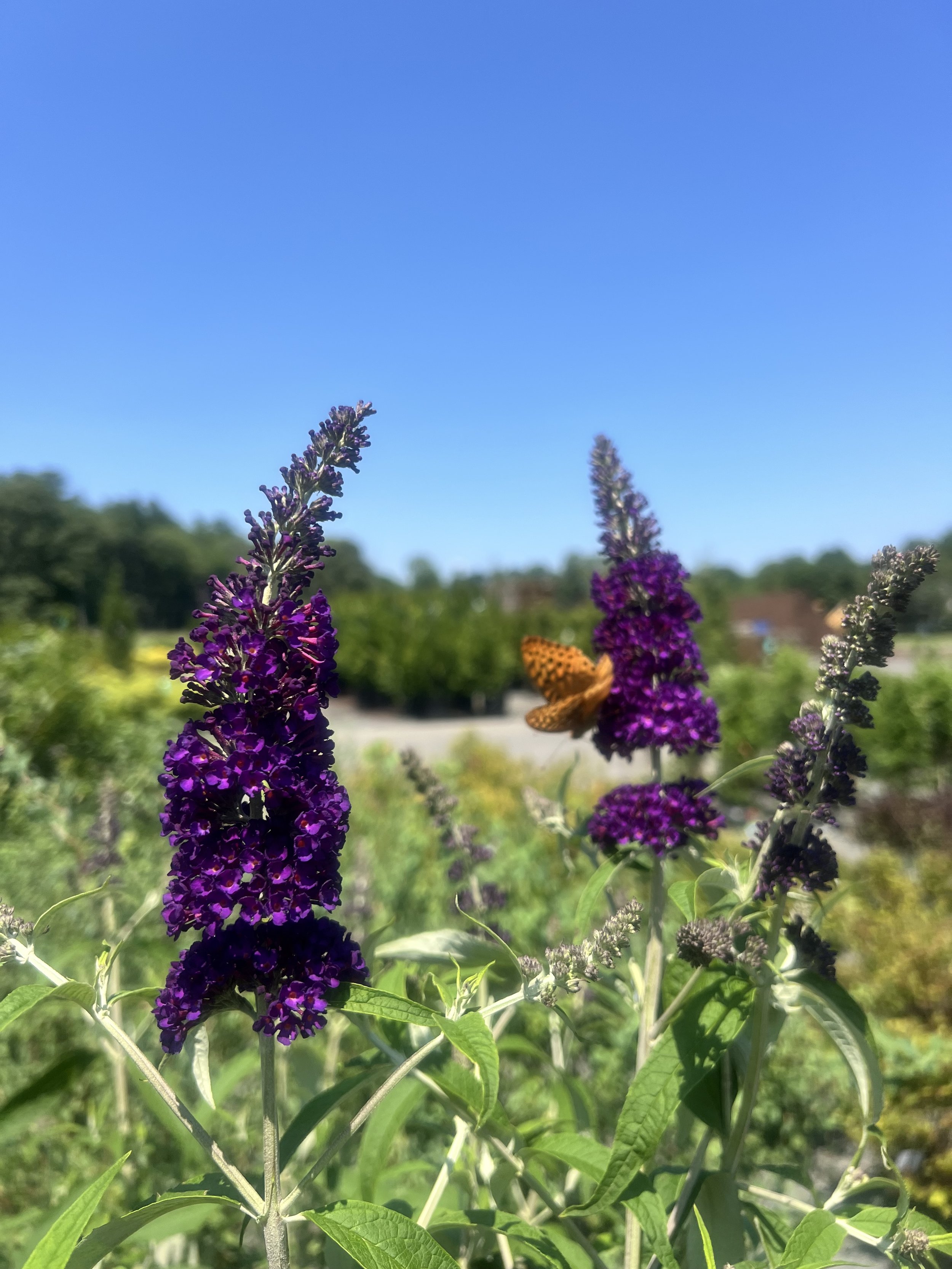 IMG_8129.jpeg