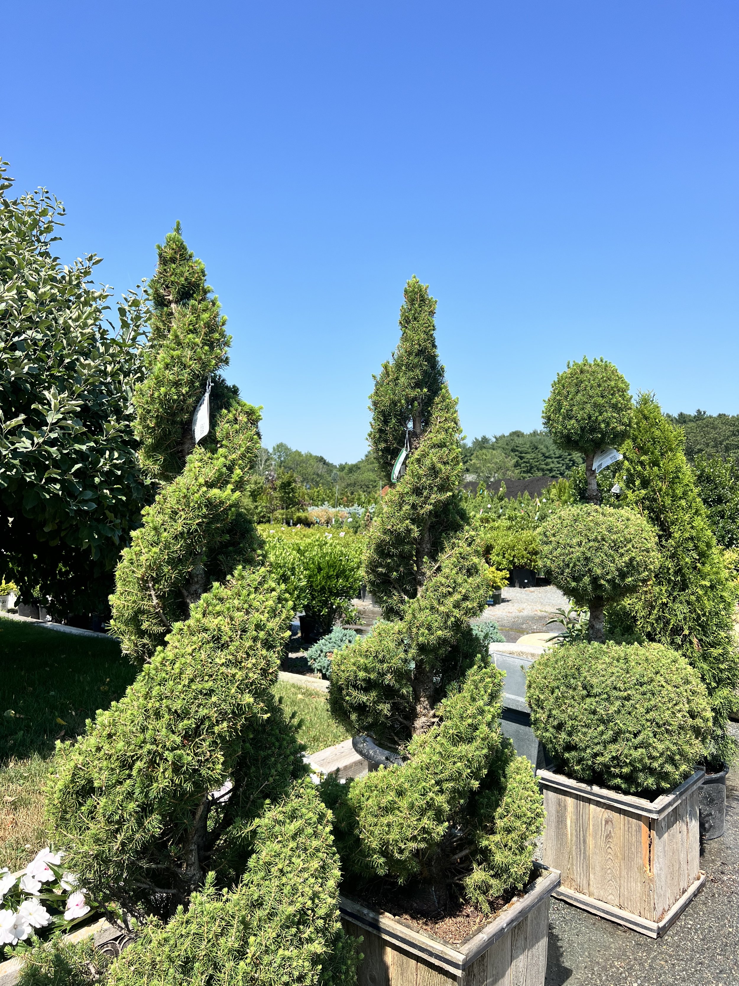 IMG_8150.jpeg