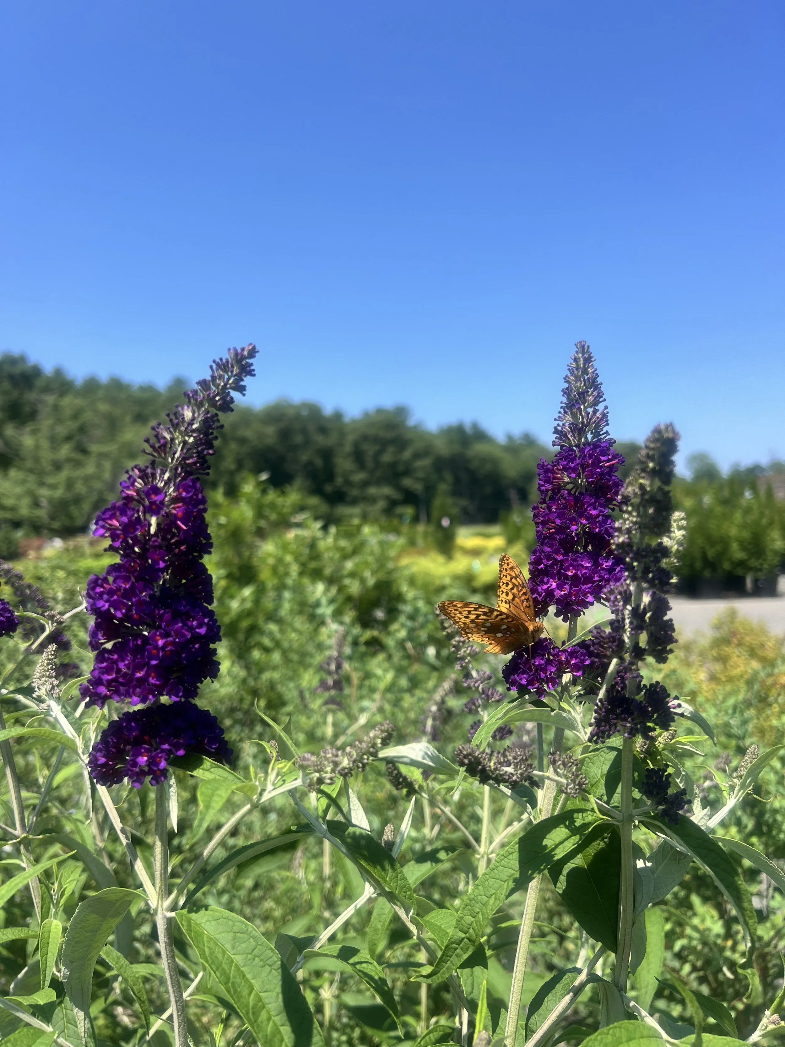 IMG_8133.jpeg