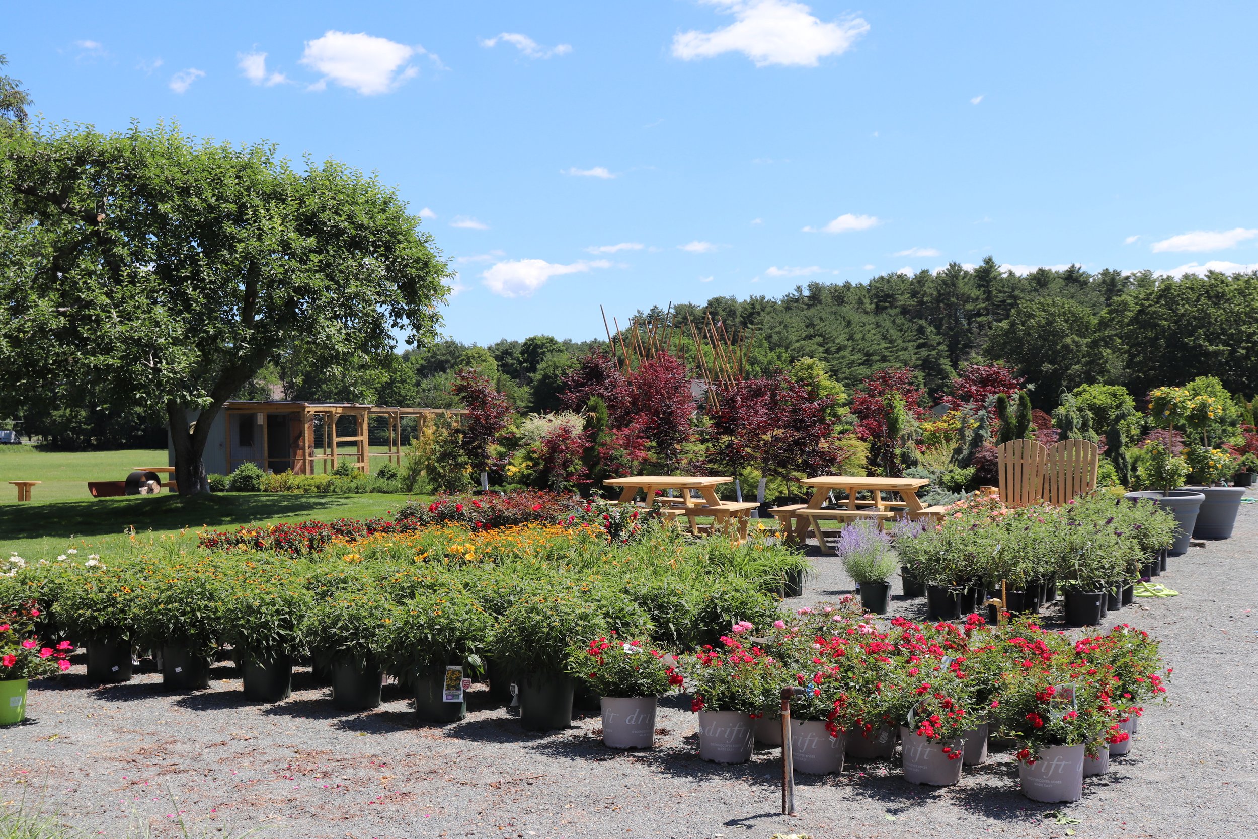 Outdoor garden center with various potted plants, picnic tables, and a large tree, set against a backdrop of trees and a clear blue sky.