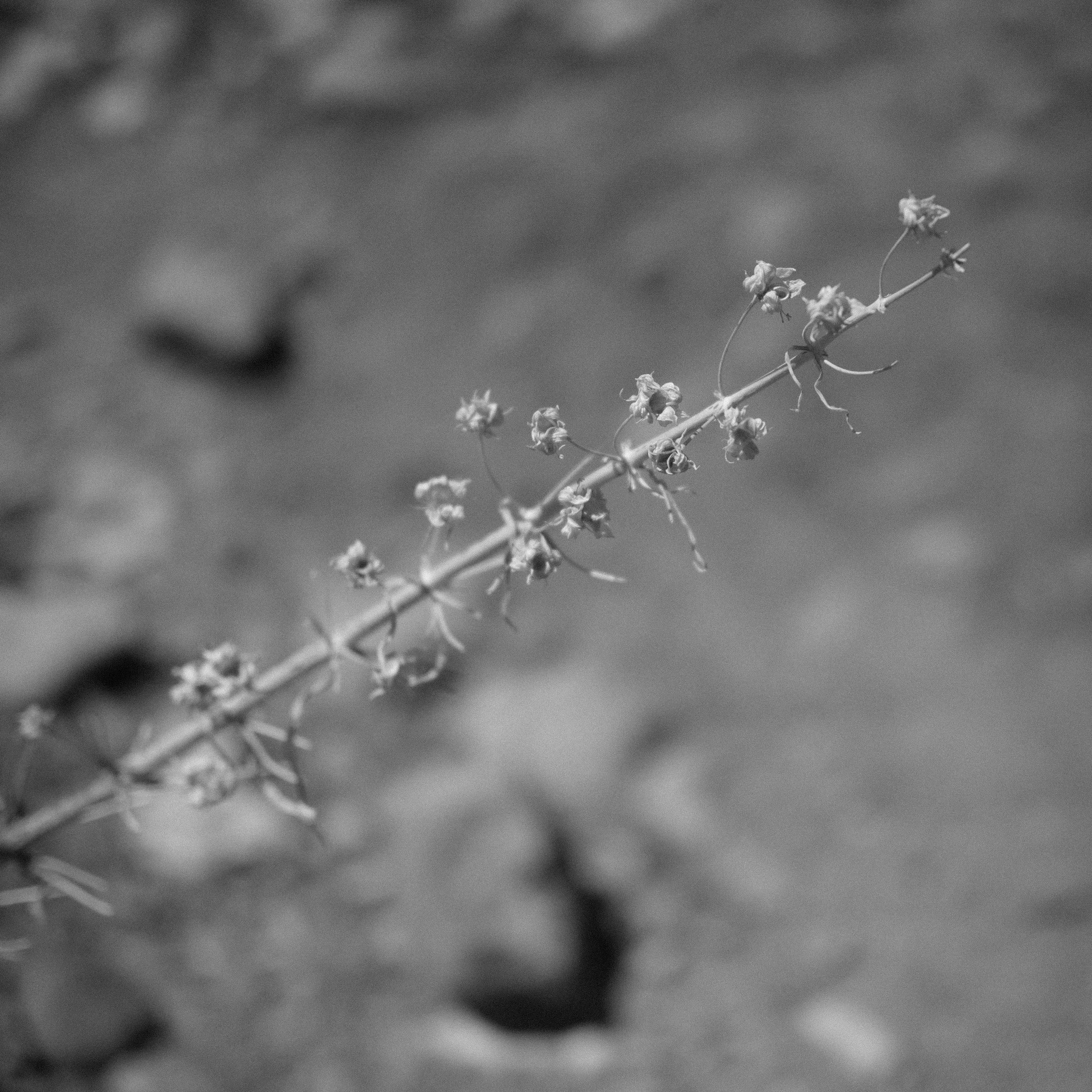 "Former Flowers" - May 12th - Fujifilm XT4