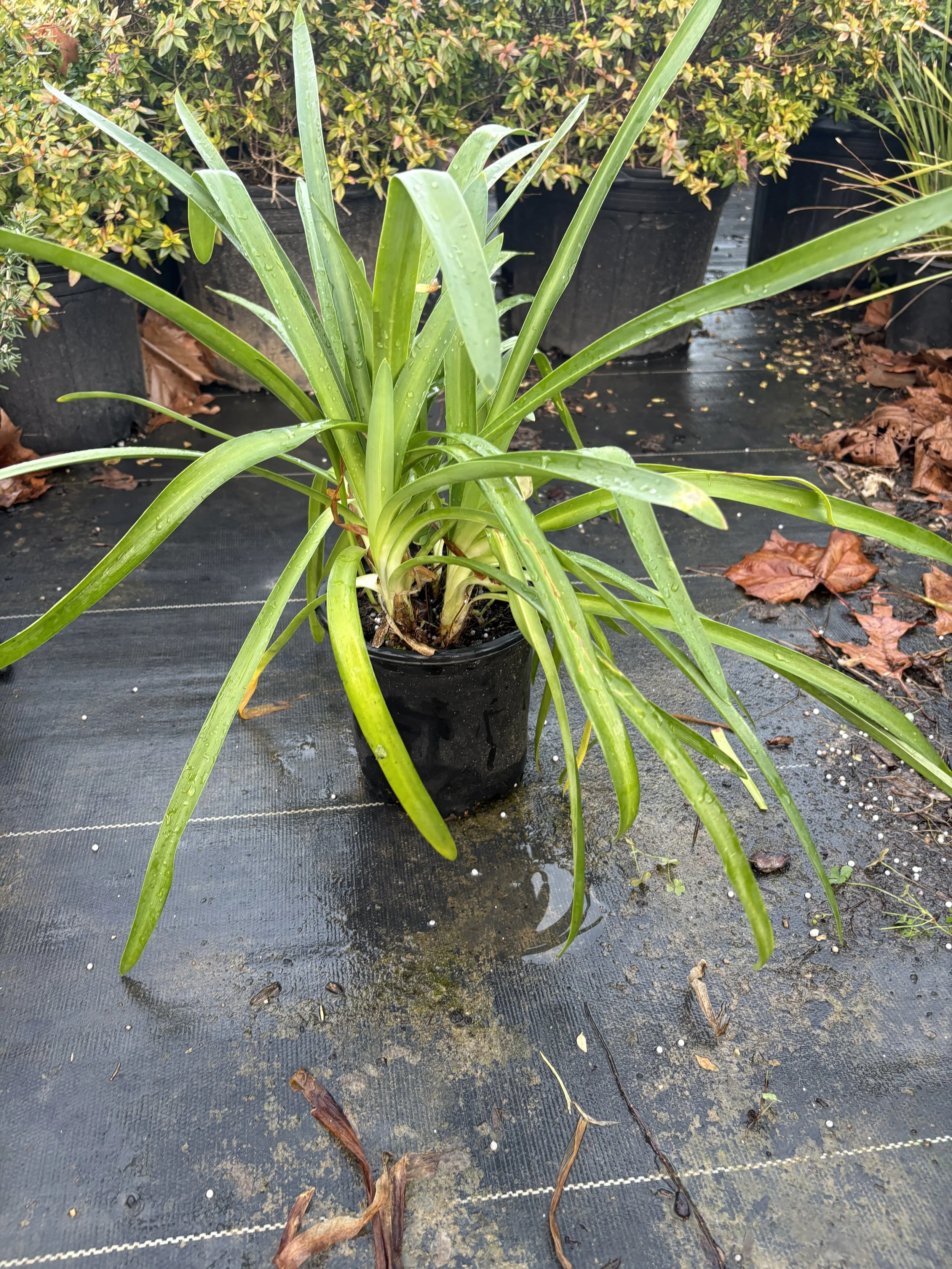 1G Lily of the Nile Agapanthus Winter 2025