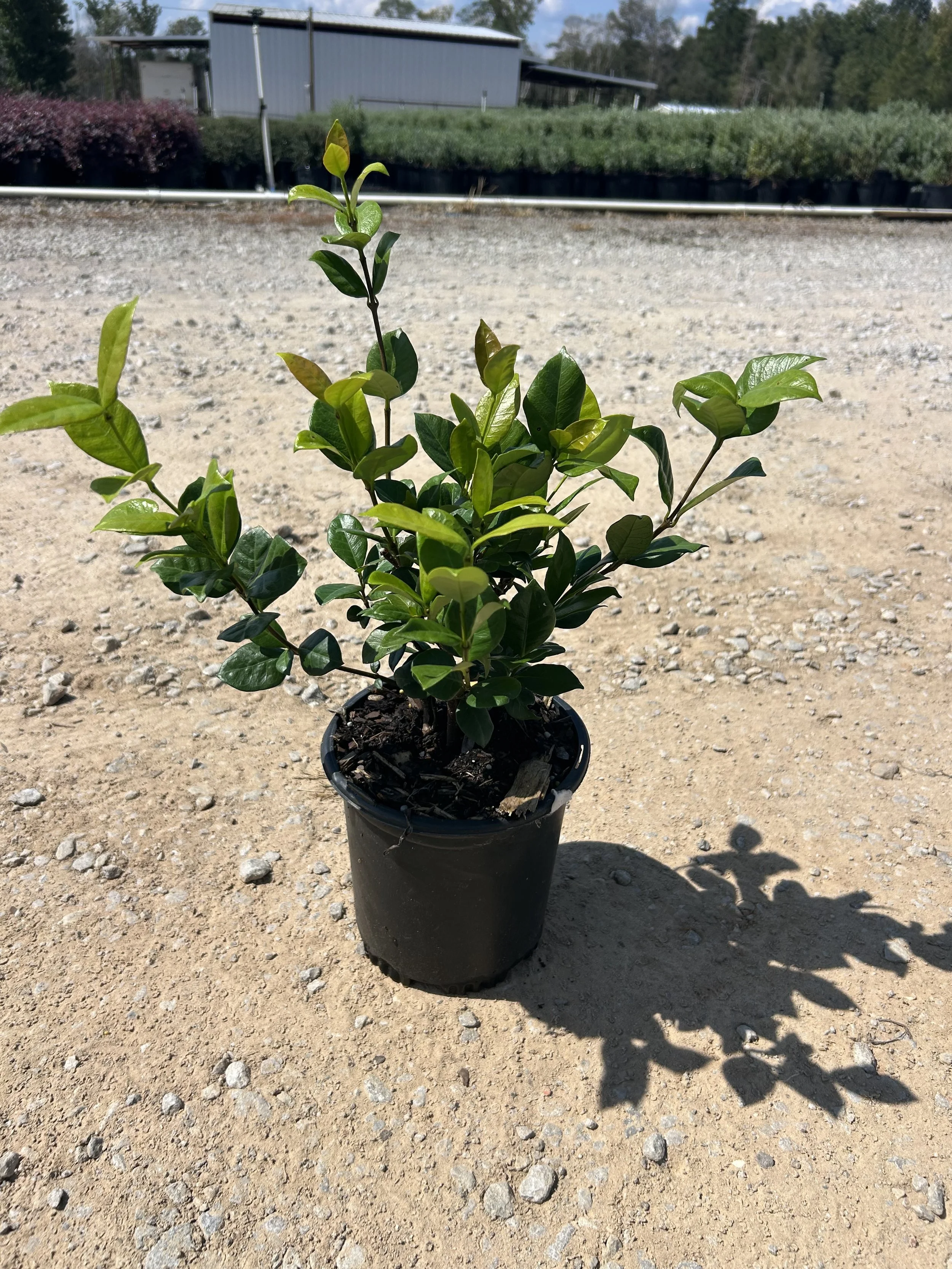 1 Gallon Confederate Jasmine Winter 2025.jpeg