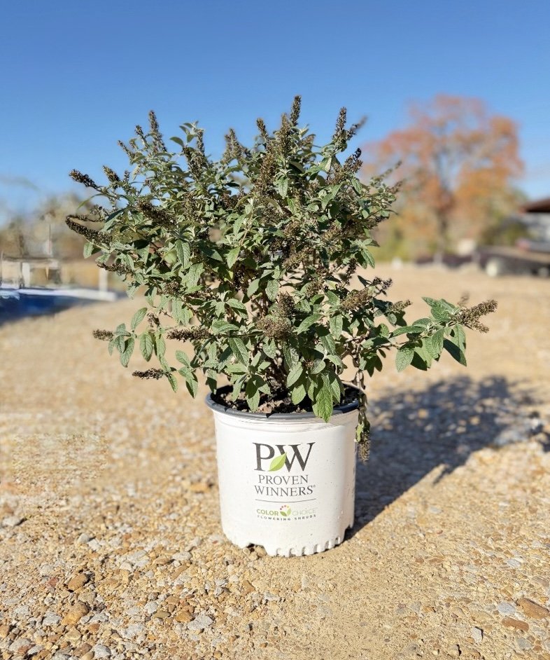 Proven Winners® Buddleia 'Pugster Amethyst'