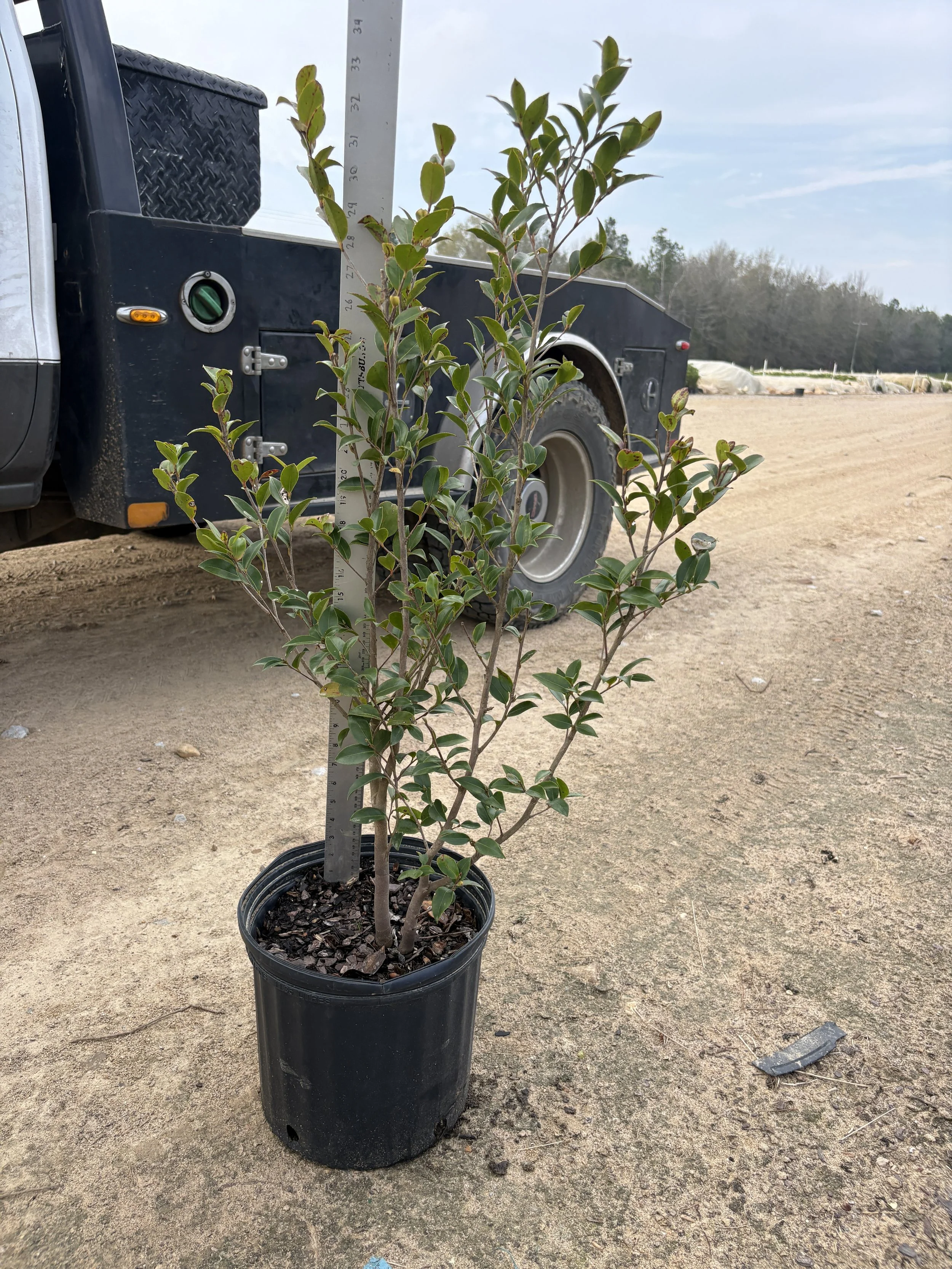 Maiden Blush 3g Winter 2025.jpeg