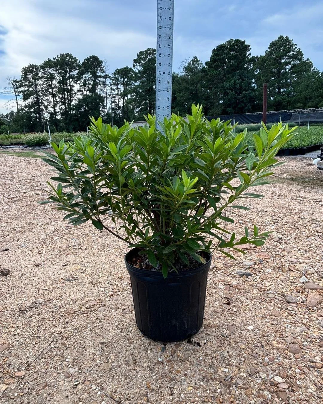 Looking for large azaleas that make a statement? 
From 3-gallon to 15-gallon sizes, we&rsquo;ve got you covered!

Pictured here:
&bull; 3G &amp; 7G George Tabor
&bull; 3G &amp; 7G GG Gerbing
&bull; 15G Red Formosa

Consistent quality, strong availabi