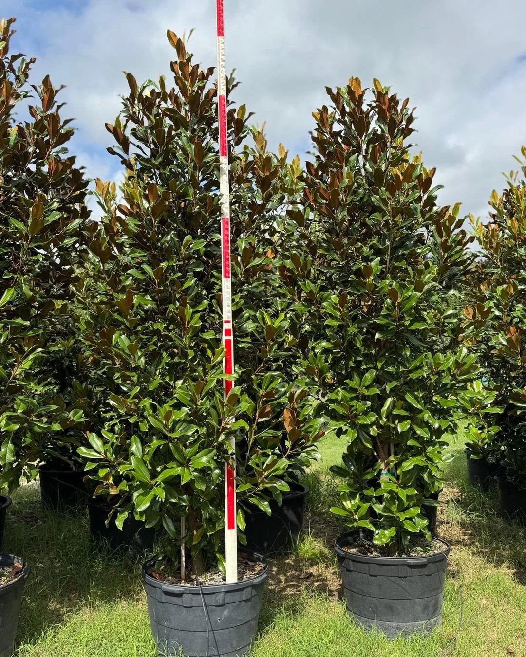 Our 30-gallon material is looking great!

This week&rsquo;s highlights:
&bull; Bracken&rsquo;s Brown Magnolia
&bull; Claudia Wannamaker Magnolia
&bull; Live Oak &ndash; 2&rdquo; Caliper
&bull; Natchez White Crape Myrtle

Same-week shipping available.
