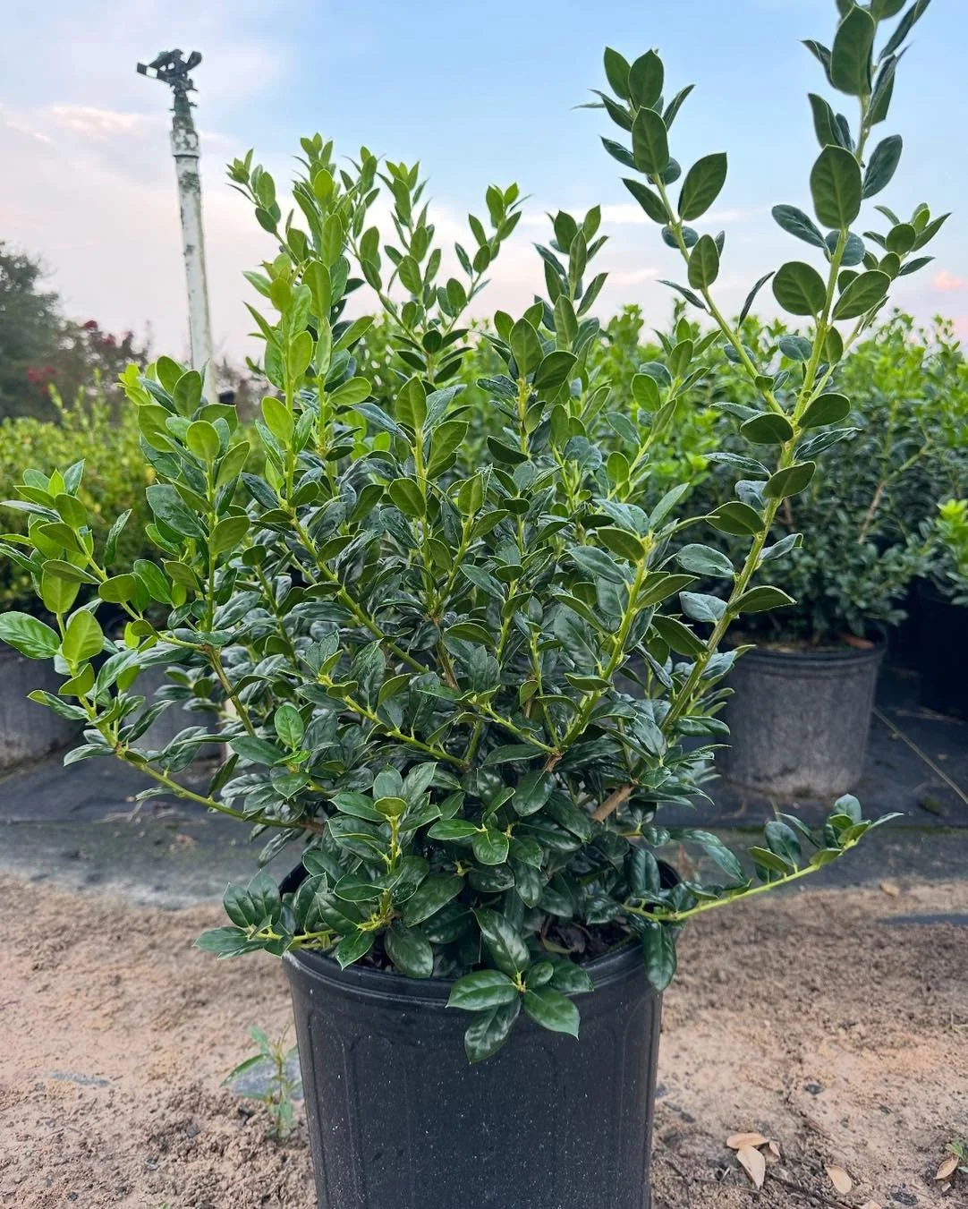 We have thousands of 3 gallon hollies ready going into fall!

Available varieties:
	&bull;	Dwarf Burford
	&bull;	Nellie R. Stevens
	&bull;	Needlepoint
	&bull;	Dwarf Yaupon
	&bull;	Upright Yaupon
	&bull;	Soft Touch
	&bull;	Helleri
	&bull;	Carissa

Pic