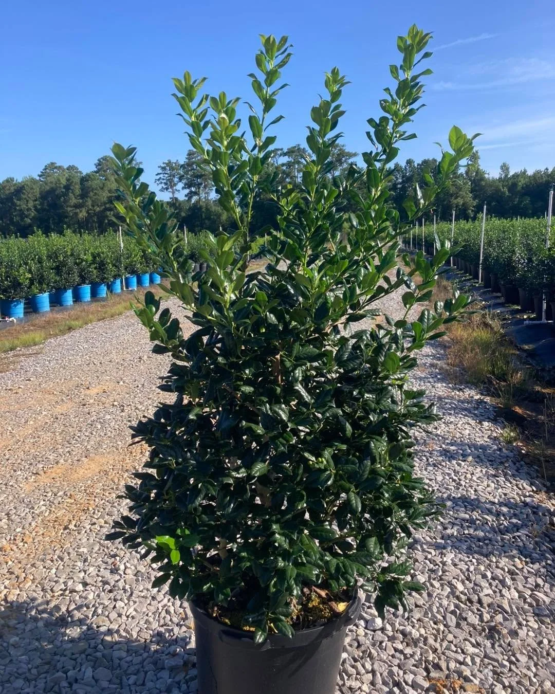 Huge Selection of 15 Gallon Material Available Now!

We&rsquo;ve got beautiful, landscape-ready Hollies in stock, including:
&bull;Nellie R. Stevens
&bull;Eagleston
&bull;Dwarf Burford
&bull;Oakleaf
&bull;Needlepoint

Perfect for privacy screens or h