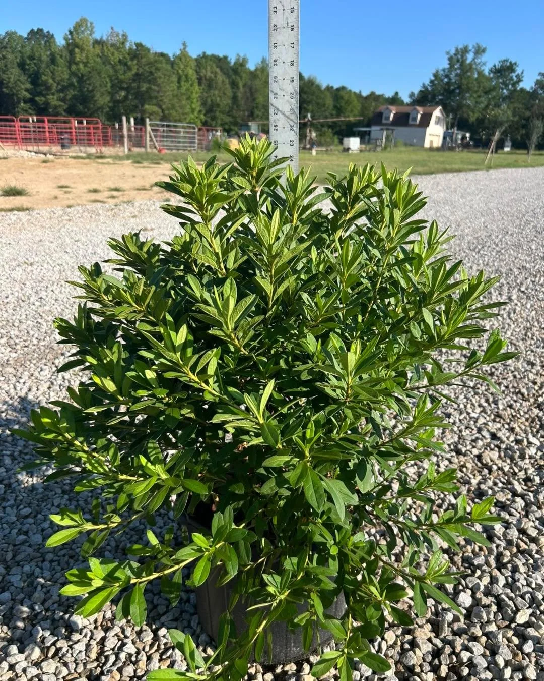 Need azaleas?
We have 3g, 7g, 10g, and 15g sizes in several varieties.

Pictured here:
	&bull;	7g GG Gerbing
	&bull;	7g George Tabor
&bull;
&bull;
&bull;
&bull;
#NurserySupply #LandscapeSupplier #NurseryStock #Azaleas #GGGerbingAzalea #GeorgeTaborAza