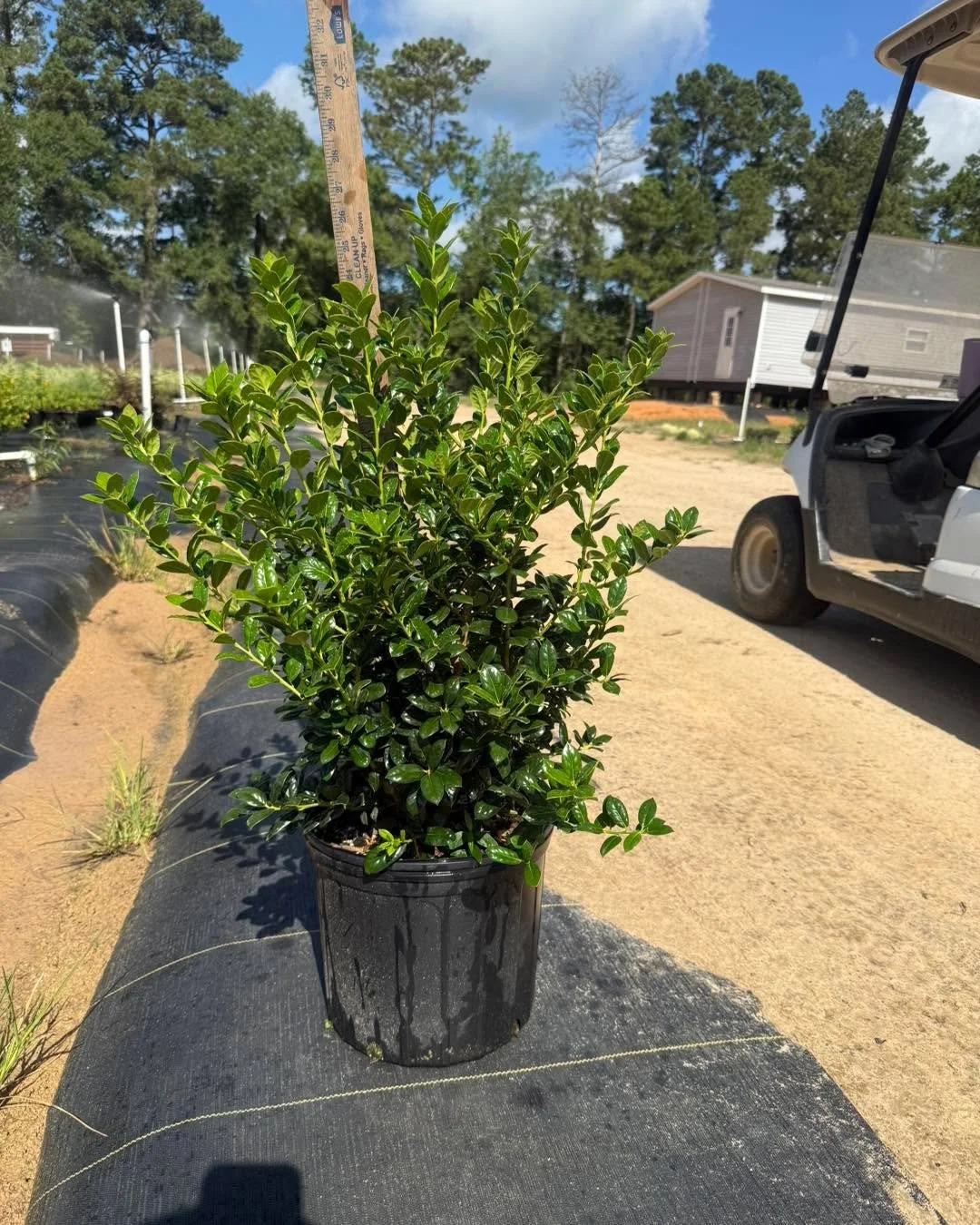 Fall rush is around the corner &ndash; book your plants now. 
We have thousands of 3-gallon material ready for fall booking, including:
3g Dwarf Burford Holly
3g Needlepoint Holly
3g Frostproof Gardenia
3g Ruby Loropetalum

Same-week shipping availab