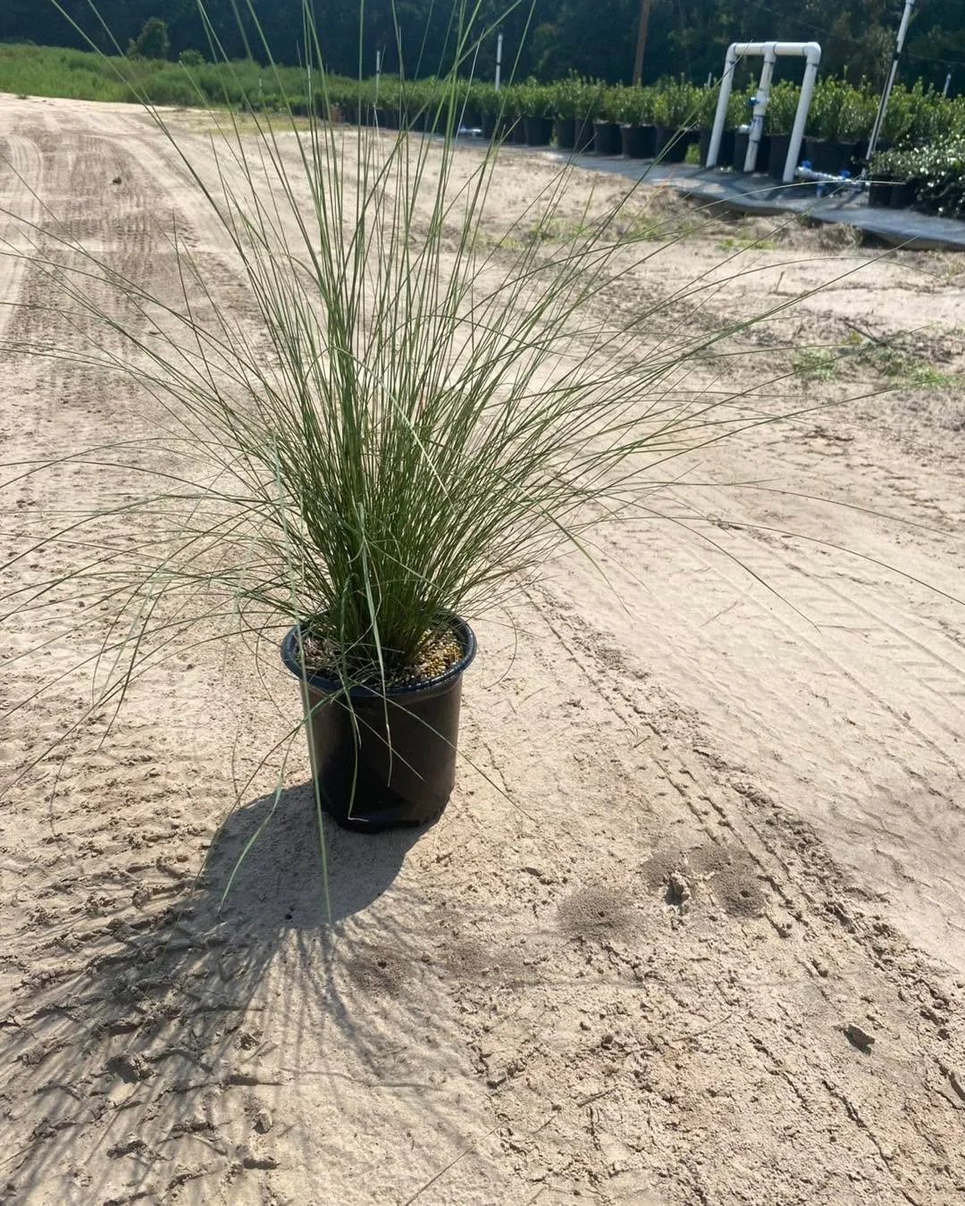 It&rsquo;s almost time for Muhly Grass to begin showing their signature pink and white blooms. We have strong availability and are ready to ship!
	&bull;	1 Gallon Pink Muhly
	&bull;	1 Gallon White Cloud Muhly
	&bull;	3 Gallon Pink Muhly
	&bull;	3 Gal