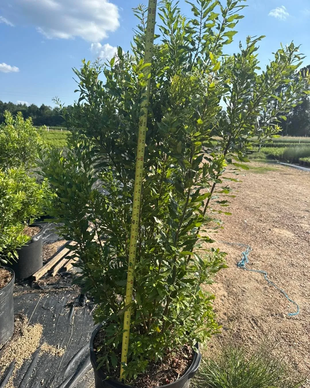 Our 15g material has great size and fullness going into fall.

Pictured here:
&bull; Wax Myrtle
&bull;Eagleston Holly 
&bull;Eleagnus 
&bull;Recurve Ligustrum
&bull;Cleyera.

Ask us about our other varieties for your upcoming projects.