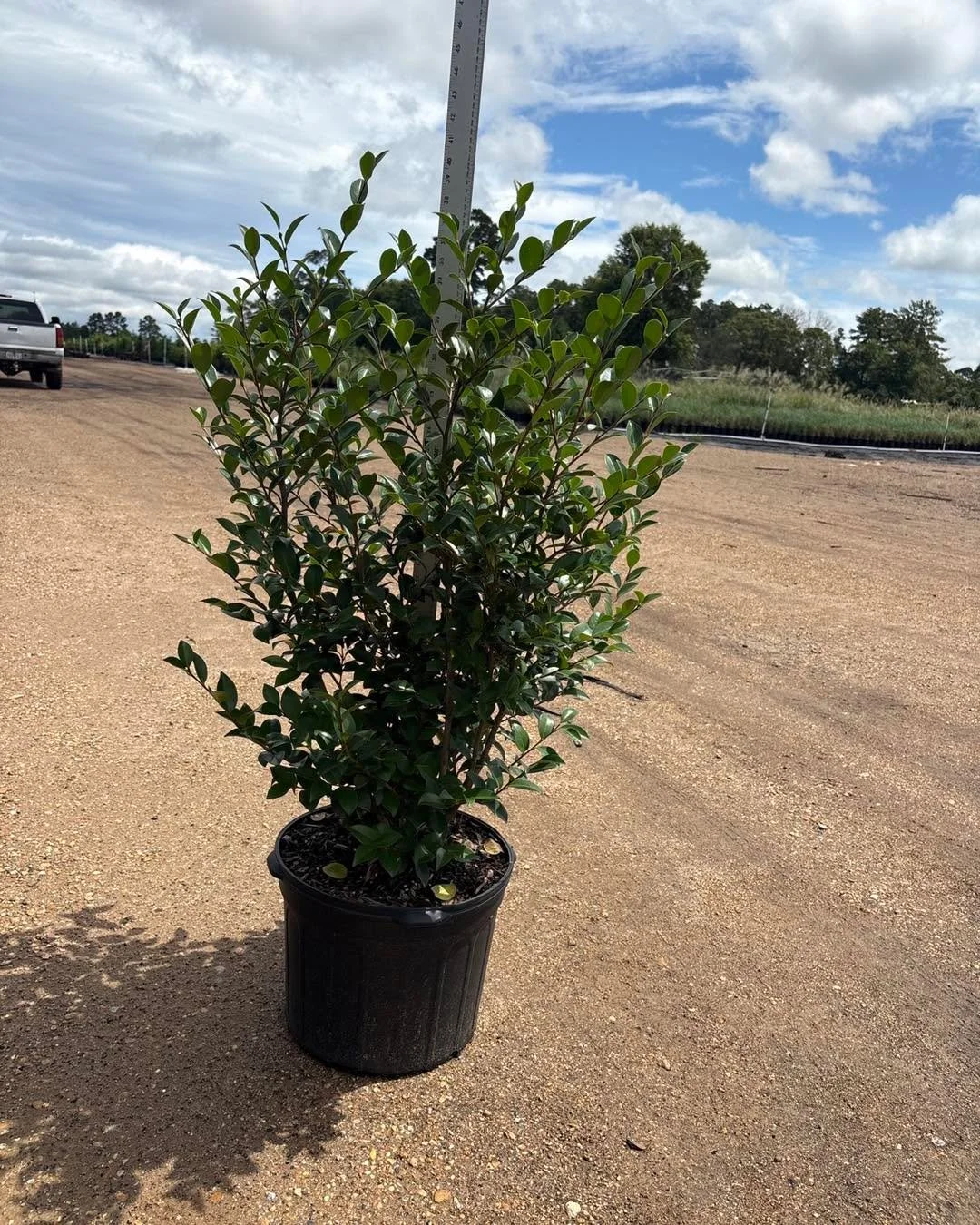 Did you know we carry several varieties of Sasanquas in 3 gallon all the way up to 30 gallon? We have whites, pinks and reds. We also offer dwarfs such as Shi Shi and Mine No Yuki!
