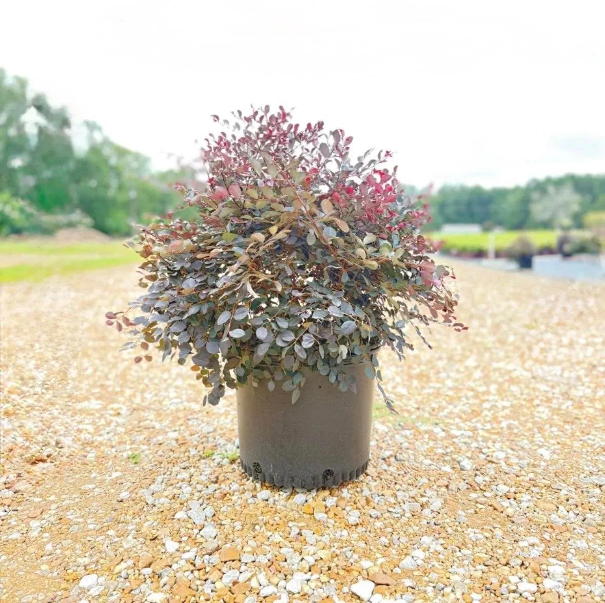We currently have three strong-performing varieties of Loropetalum in 7 gal. containers, ready for your landscape jobs and re-wholesale yards:

&bull; Purple Diamond
&bull; Purple Daydream
&bull; Plum Delight / Ruby

Same-week shipping available acro