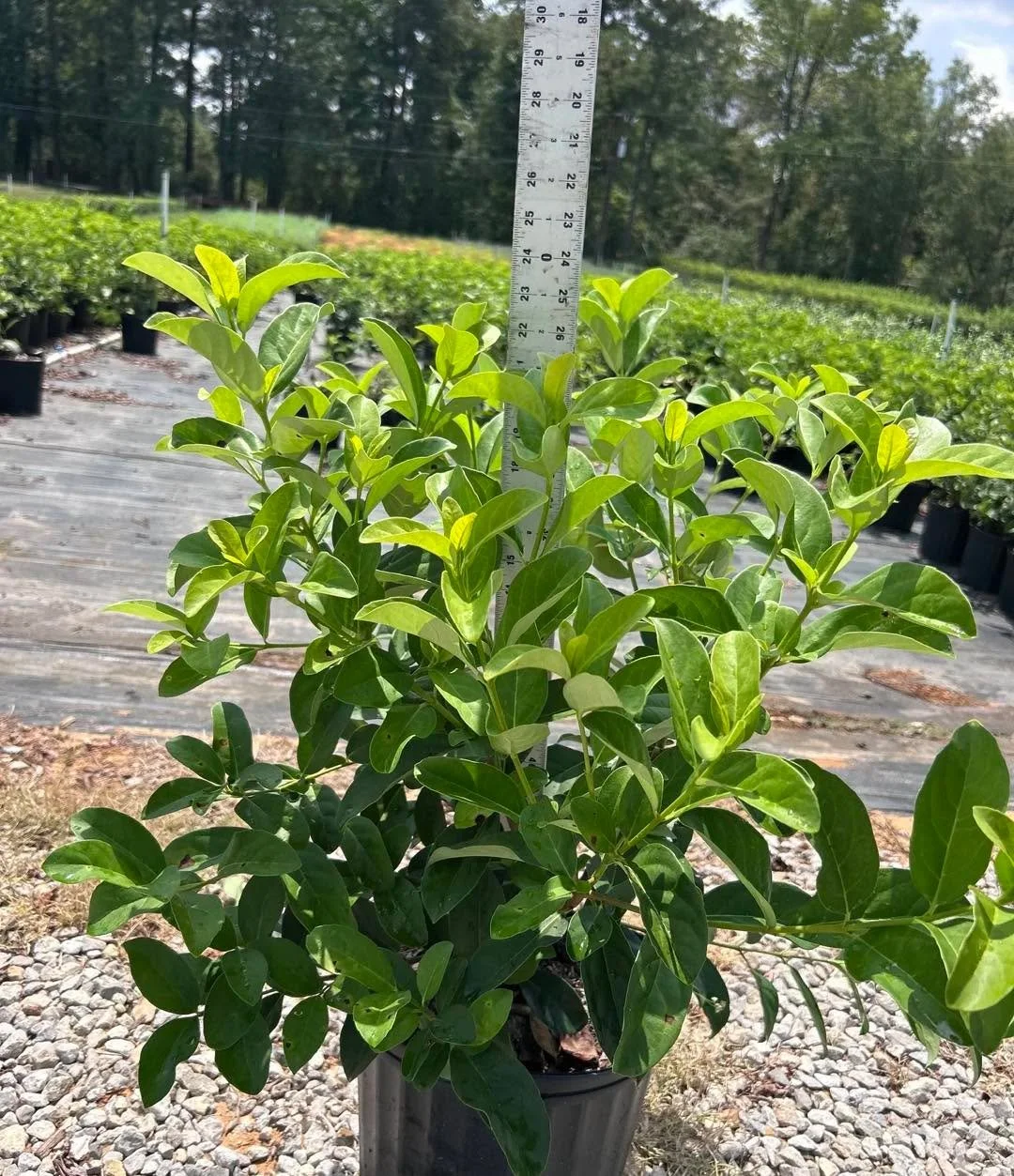 We&rsquo;ve got 3 gal. Viburnums looking great and ready for your next project. Pictured here are 
&bull; Sweet Viburnum
&bull; Mrs. Schiller&rsquo;s Delight Viburnum
&bull; Suspensum Viburnums

Same week shipping available across the south. Contact 