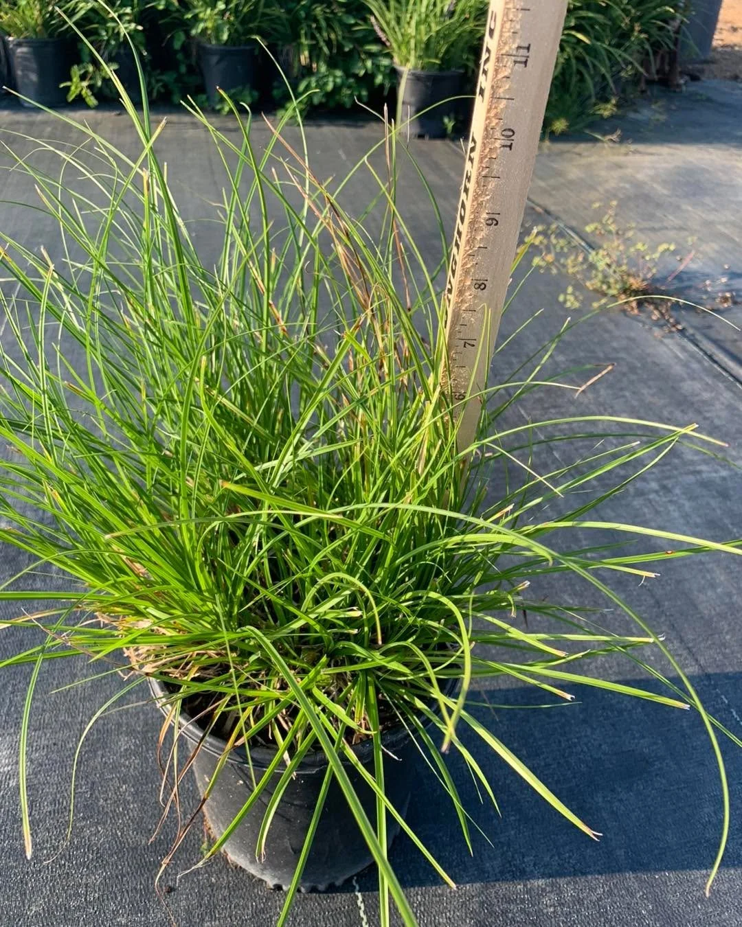 Looking for tried-and-true grasses? We&rsquo;ve got them in bulk, ready to move!

A few pictured here are Carex Berkeley, Bouteloua Blonde Ambition, &amp; Miscanthus Adagio.

Same week shipping available across the south.

Reserve your grasses today!