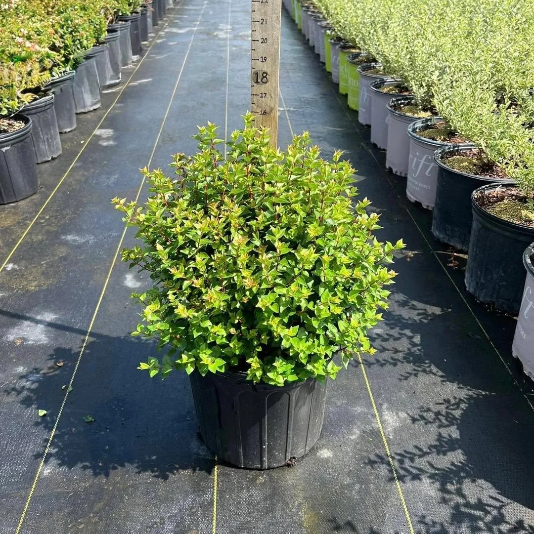 Bring year-round appeal to your customers&rsquo; landscapes with our standout Abelia selections.

&bull; Rose Creek &ndash; Compact habit, glossy evergreen foliage, and a flush of fragrant white blooms from spring through fall.
&bull; Francis Mason &