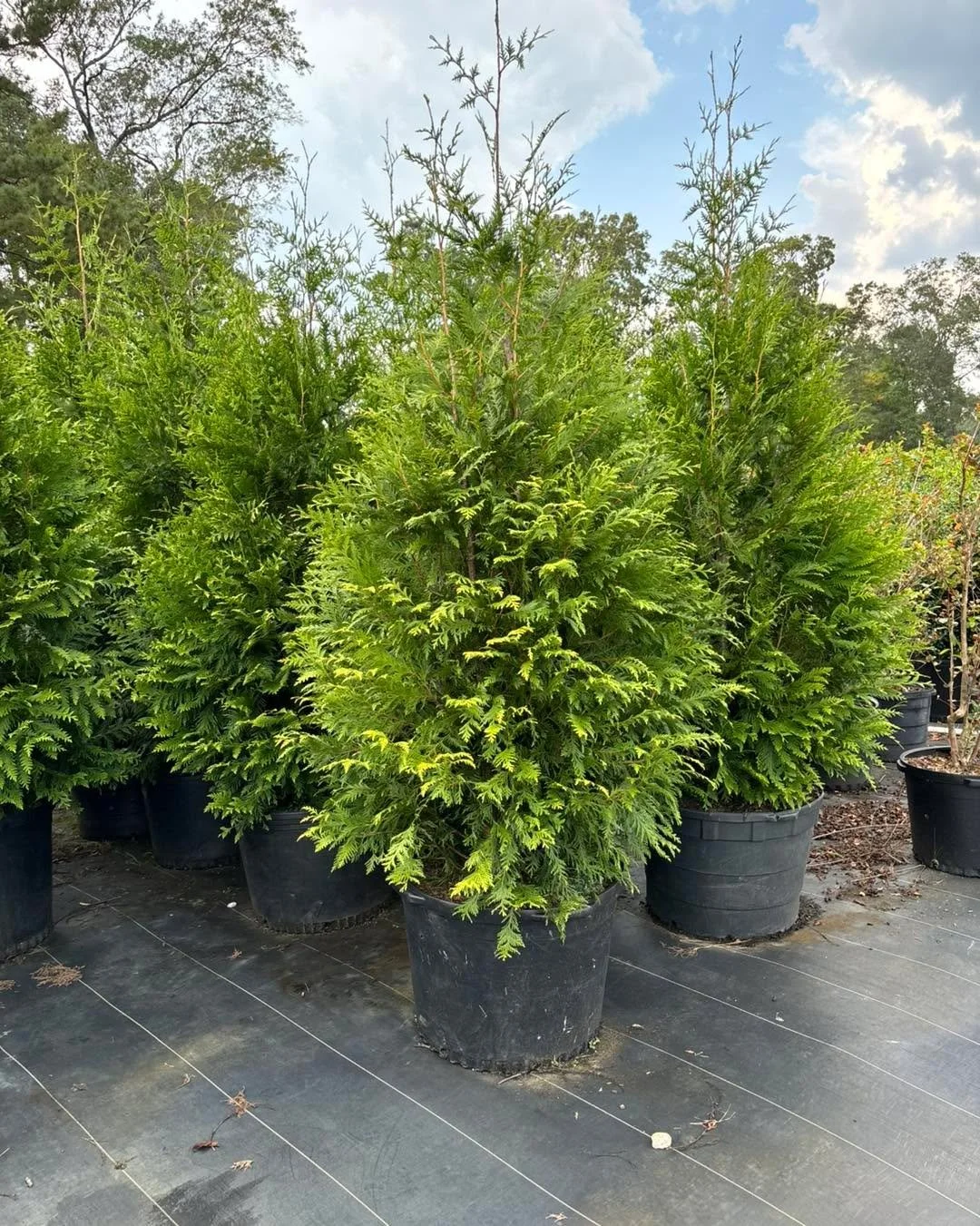 Dependable Evergreens for Every Landscape Plan

Arborvitae &lsquo;Green Giant&rsquo; &mdash; A fast-growing, uniform evergreen ideal for privacy screens and windbreaks. Strong structure, rich color, and quick establishment make it a contractor favori