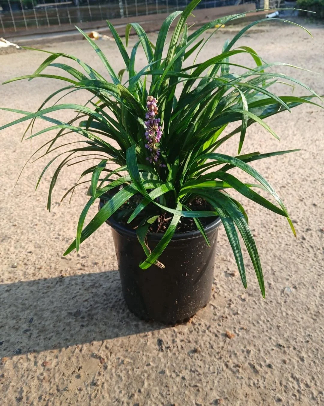 Lush Groundcovers That Work as Hard as You Do

Liriope &lsquo;Royal Purple&rsquo; &mdash; Dense, upright foliage with deep violet-purple blooms that add bold color and structure. Excellent for borders, bed edges, or mass planting.

Liriope spicata &m
