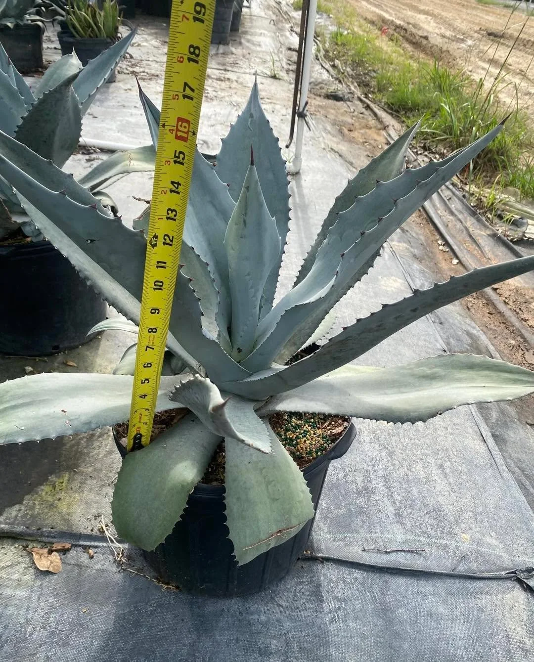 Bold Form. Lasting Impact.

Agave &lsquo;Blue&rsquo; &mdash; Striking blue-gray rosettes with clean lines and a commanding presence. Excellent as a focal plant or accent in modern and xeric designs.

Agave &lsquo;Variegated&rsquo; &mdash; Bold green 