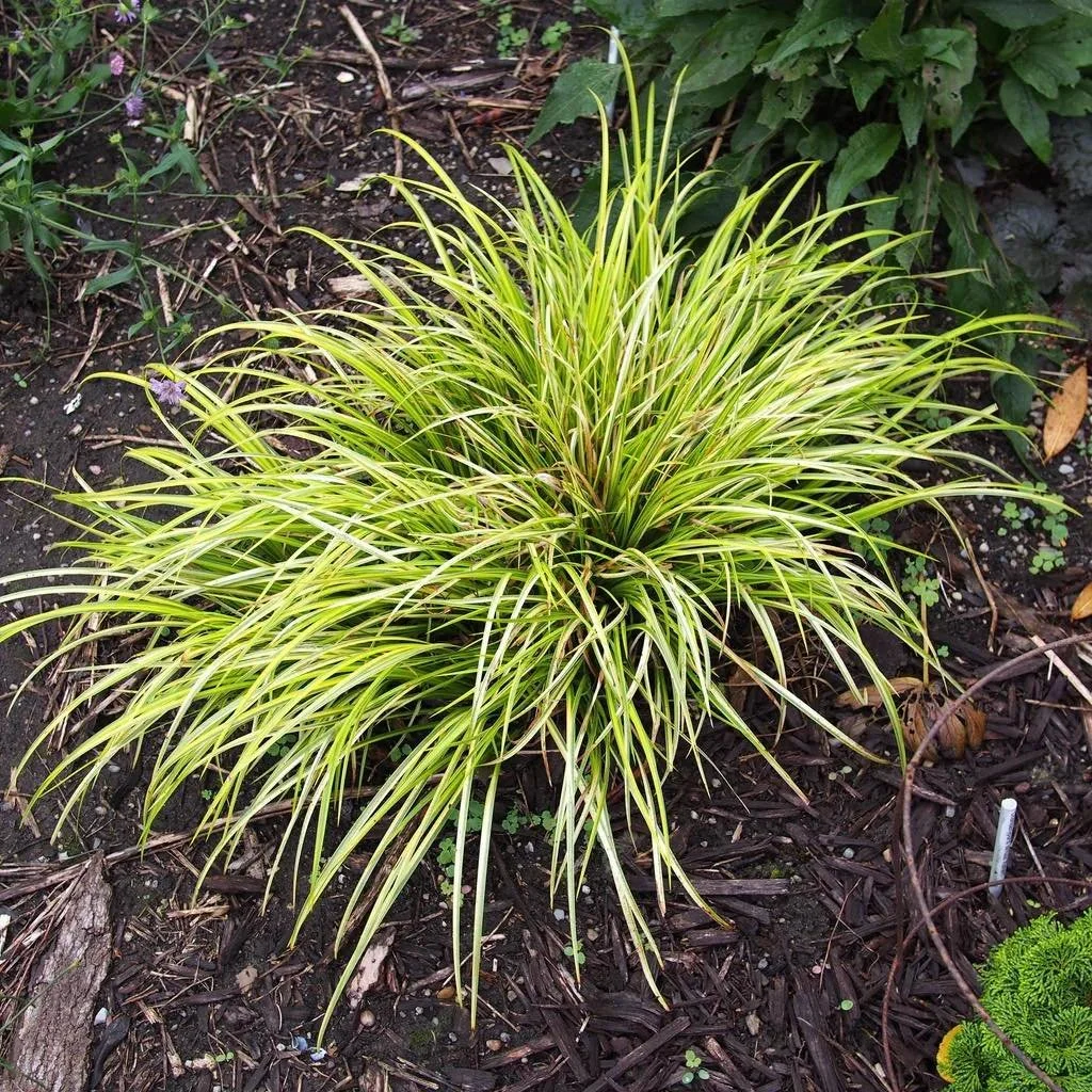 Color, Texture &amp; Performance

Acorus &lsquo;Ogon&rsquo; &mdash; Bright, gold-striped foliage and a soft, grassy texture that spreads slowly to form a dense, low groundcover. Thrives in medium-to-wet soil, making it perfect for pond edges, rain ga