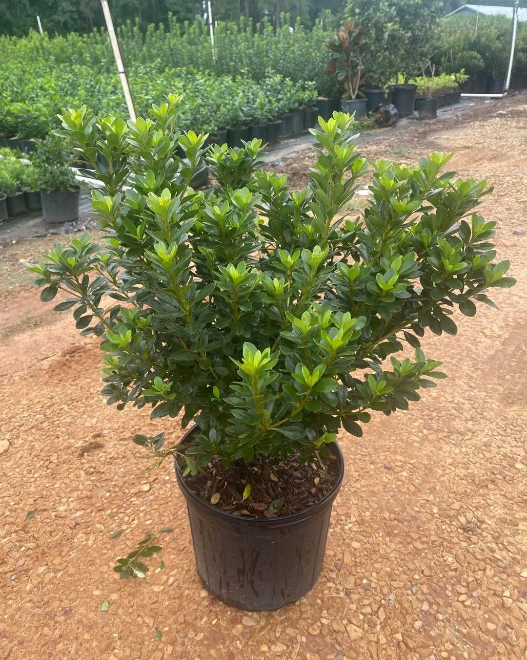 Color. Contrast. Consistent Performance.

Azalea &lsquo;Fashion&rsquo; &mdash; Compact, evergreen shrub with coral-pink blooms that add vivid color in spring. Dense habit and glossy foliage make it ideal for foundation plantings and mixed borders.

A