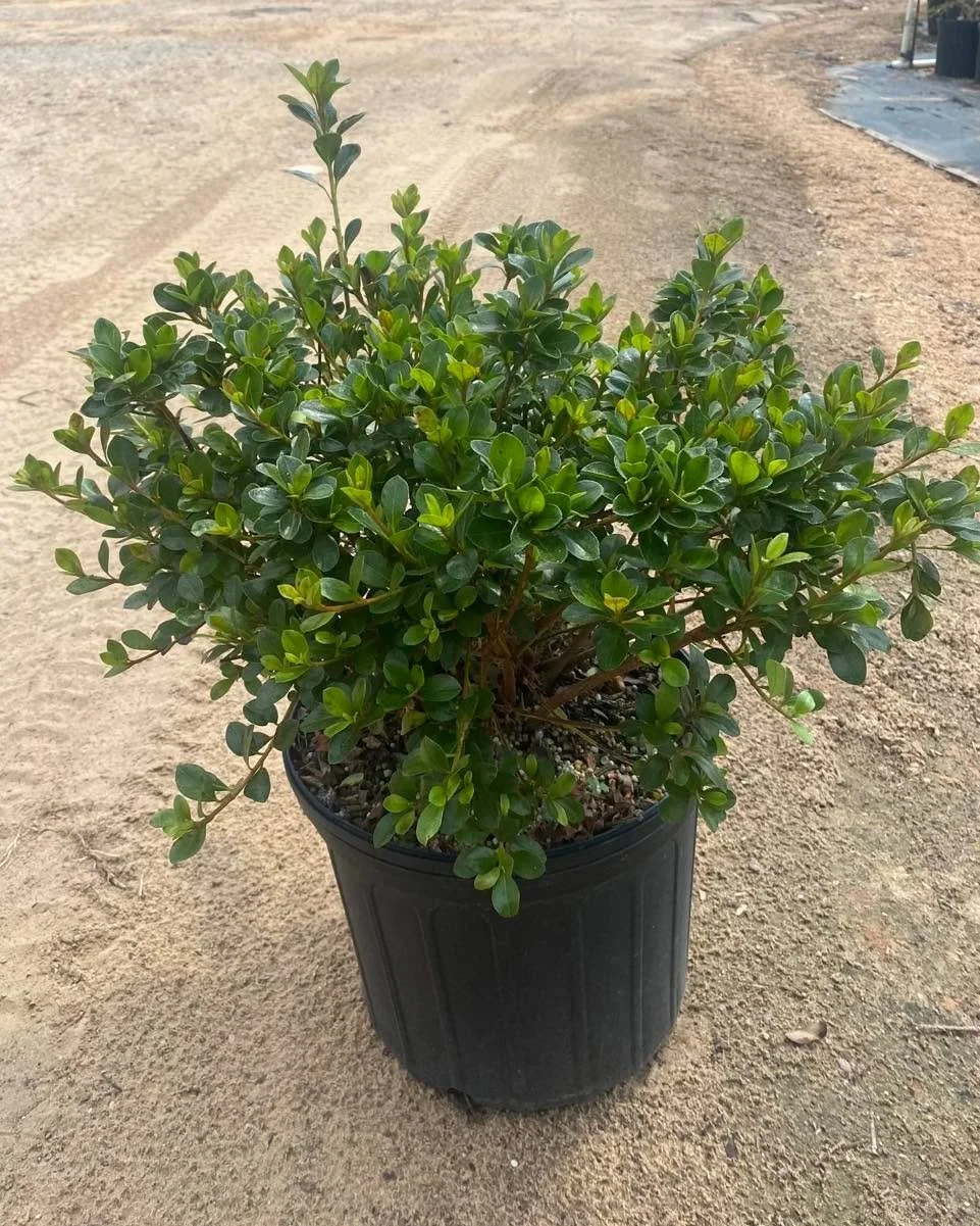 Plan Now for Spring Color.

Azalea &lsquo;Conversation Piece&rsquo; &mdash; Compact evergreen shrub with striking pink-and-white bicolor blooms. A reliable rebloomer that adds texture and structure through winter and bursts into color in spring.

Aza