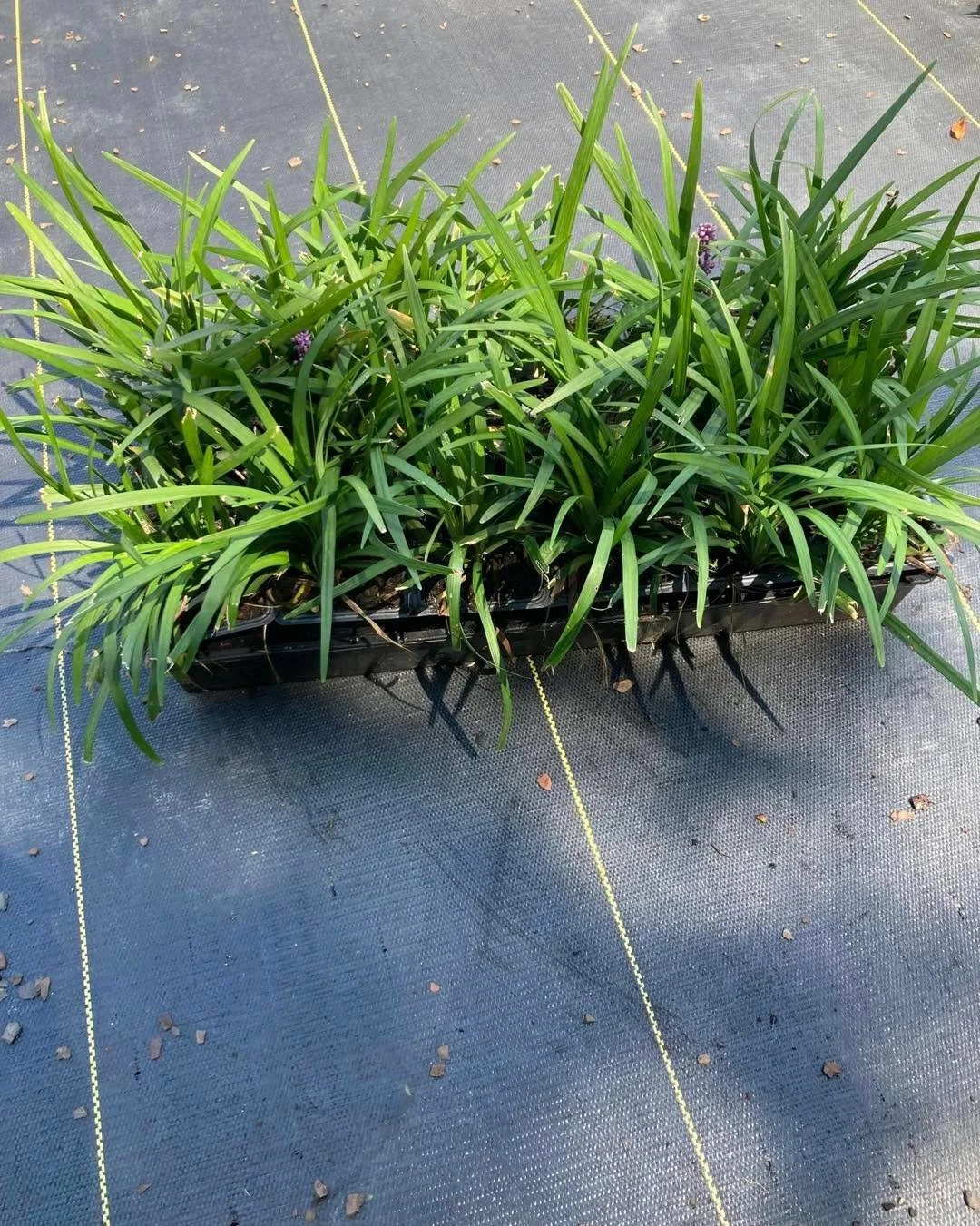 Ready for Fall Installs &mdash; Color, Texture &amp; Structure

Liriope &lsquo;Royal Purple&rsquo; &mdash; Rich green foliage and violet blooms bring color and contrast to borders and foundation plantings.

Dwarf Buford Holly &amp; Wintergreen Boxwoo