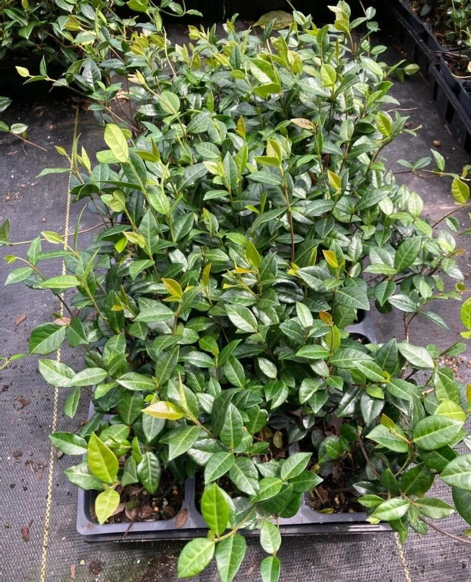 Tough, Reliable Groundcover for Challenging Sites

Asian Jasmine forms a dense, evergreen carpet that suppresses weeds and stabilizes slopes naturally. Its vigorous growth and adaptability make it ideal for erosion control, banks, and large-scale cov
