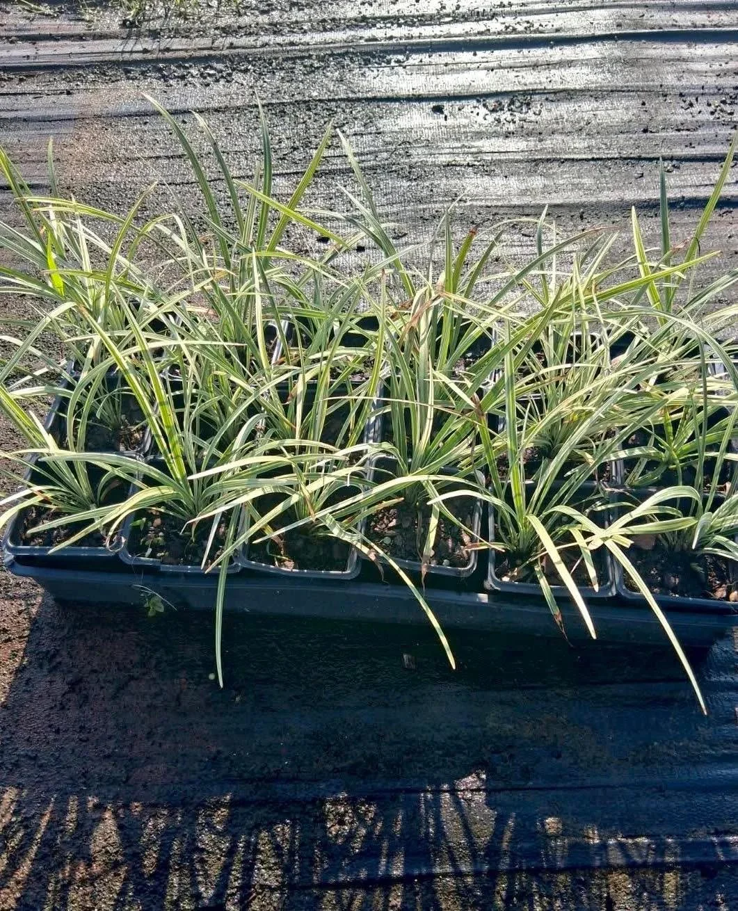 Reliable Color and Texture for Pathway Edging

Liriope &lsquo;Silver Dragon&rsquo; &mdash; Variegated green-and-silver foliage brings light and contrast to shaded or mixed borders. A tidy, clumping groundcover perfect for defining pathways.

Liriope 