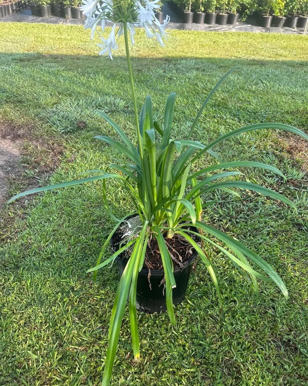 Color, Texture, and Reliable Performance.

Agapanthus &mdash; Strappy evergreen foliage and tall flower stalks add movement and architectural interest through summer.  Pair beautifully with flowering shrubs. 

Azaleas &mdash; Evergreen form and vibra