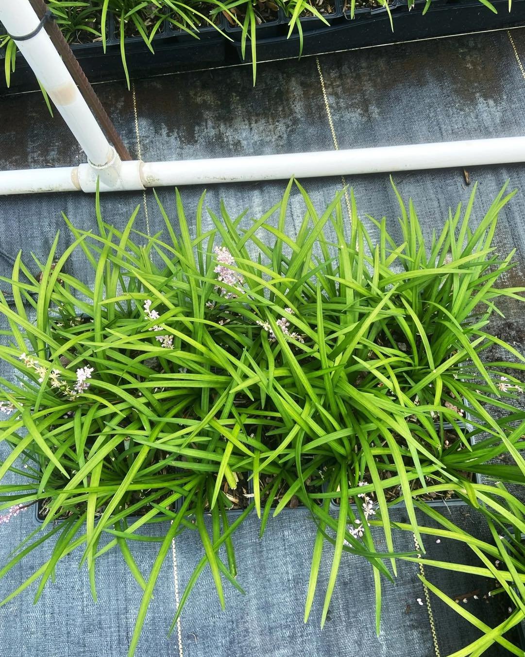 Texture + toughness = the perfect border combo. Big Blue Liriope adds definition that lasts through winter.
&bull;
&bull;
&bull;
&bull;
&bull;
&bull;
#landscapeborders #liriope #BayouStatePlantCo #evergreenplants
#falllandscapes #wholesalenursery