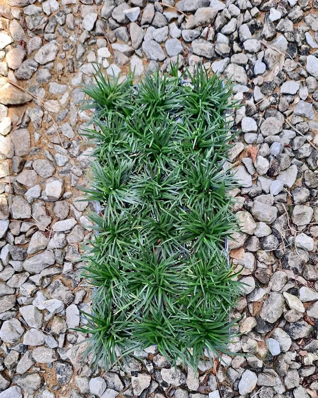 Small but mighty. Mondo Grass keeps deep color even after a frost. Perfect for shady spaces.

Available in dwarf and regular varieties.

Same week shipping across the south!
&bull;
&bull;
&bull;
&bull;
&bull;
&bull;
#BayouStatePlantCo #mondograss #la