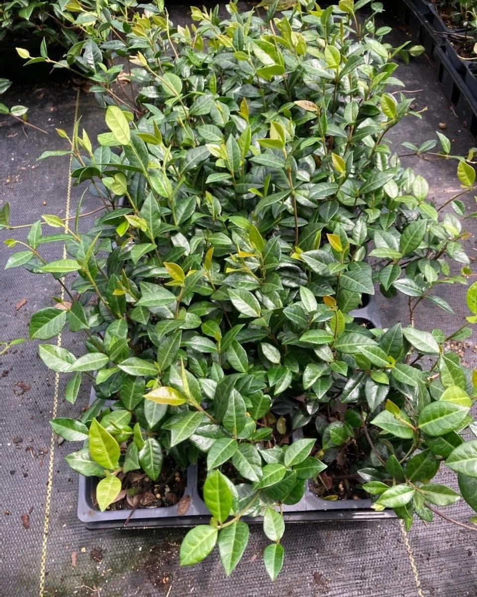 Asian Jasmine (4&rdquo;&amp; 1g) = fast coverage, clean look 🌿 Perfect for mass beds + edges. DM for availability + volume pricing. 
&bull;
&bull;
&bull;
#BayouStatePlantCo #LandscapeSupply #LandscapeSupplier #LandscapeNursery #WholesaleNursery