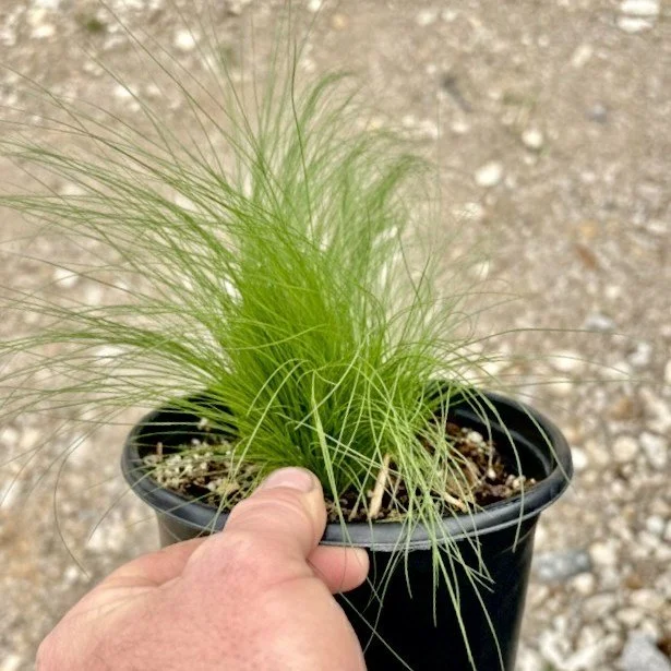 Mexican Feather ➝ Perfect for: modern landscapes, borders, accents, and large beds.
&bull;
&bull;
&bull;
#LandscapeContractor #LandscaperLife #LandscapersOfInstagram #Hardscape #Softscape