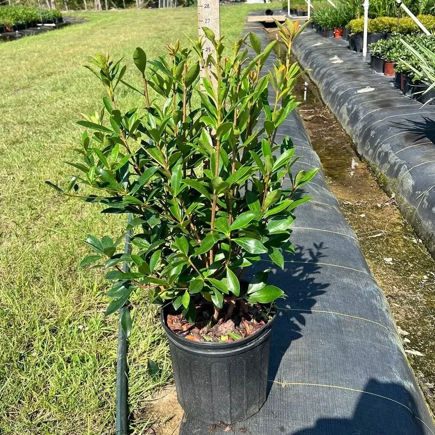 Cleyera Japonica (#3) = glossy evergreen + clean hedge lines. If you like a polished look, this one delivers.
&bull;
&bull;
&bull;
#CommercialLandscaping #ResidentialLandscaping #LandscapeDesign #LandscapeInstallation #LandscapeMaintenance