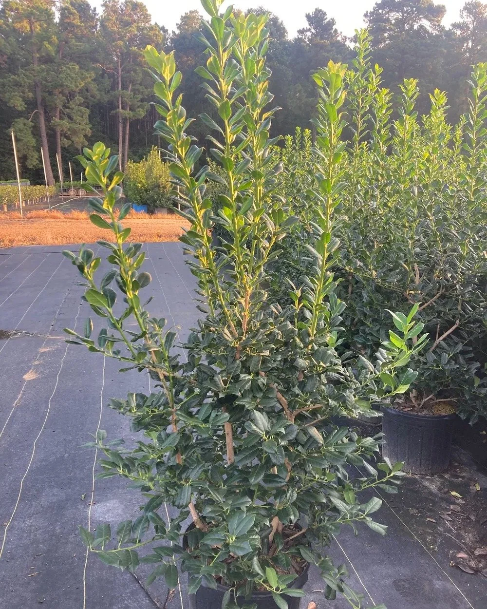Nellie R. Stevens Holly (#7) = privacy that looks good NOW! Great screen, tough plant. DM for counts.
&bull;
&bull;
&bull;
&bull;
&bull;
&bull;
#BayouStatePlantCo #LandscapeSupply #LandscapeSupplier #LandscapeNursery #WholesaleNursery #LandscapeContr