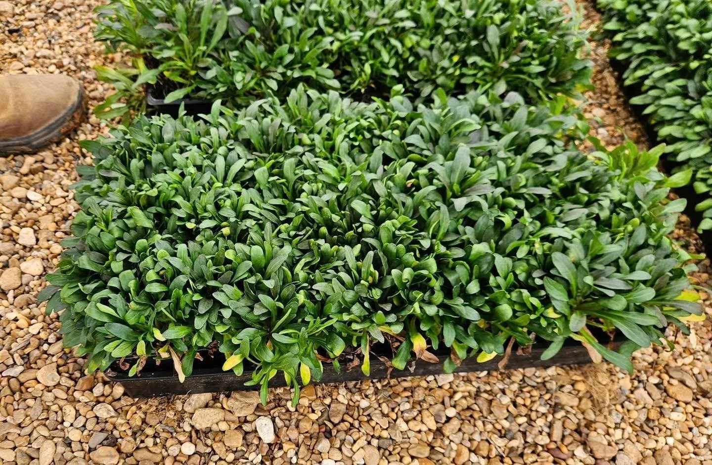 Ajuga (4&rdquo;) = texture + coverage for shady spots. Great under trees and along edges. 
DM for availability.
&bull;
&bull;
&bull;
&bull;
&bull;
&bull;
#BayouStatePlantCo #LandscapeSupply #LandscapeSupplier #LandscapeNursery #WholesaleNursery
#Land