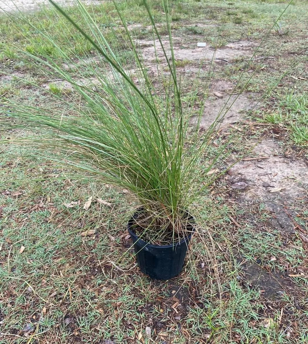 Pink Muhly (#1) = movement + that fall color show.
DM for volume.
&bull;
&bull;
&bull;
&bull;
&bull;
&bull;
#BayouStatePlantCo #LandscapeSupply #LandscapeSupplier #LandscapeNursery #WholesaleNursery
#LandscapeContractor #LandscaperLife #LandscapersOf