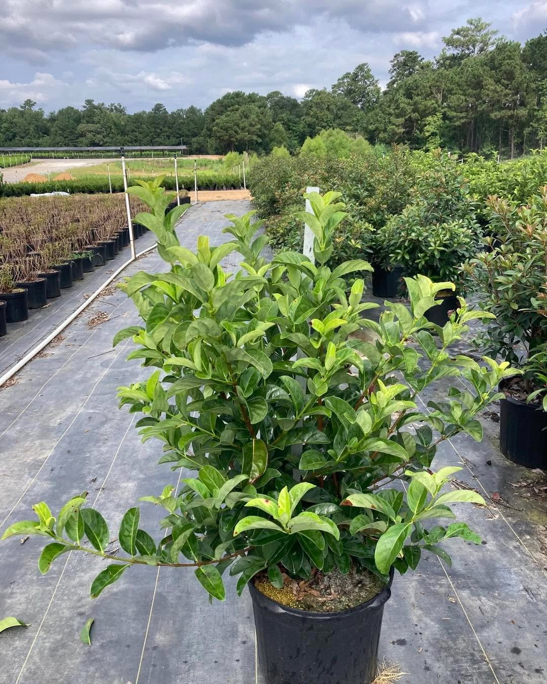 Sweet Viburnum (#7) = big green + fast screen 🌿 If you&rsquo;re building privacy, this is a workhorse. 
&bull;
&bull;
&bull;
&bull;
&bull;
&bull;
#BayouStatePlantCo #LandscapeSupply #LandscapeSupplier #LandscapeNursery #WholesaleNursery
#LandscapeCo