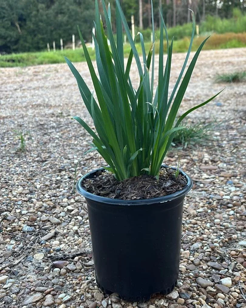 Iris (African, Bi-color, Louisiana Blue or Yellow) = instant seasonal pop 🌼 Great for sunny to part-shade beds. 
DM for availability.
&bull;
&bull;
&bull;
&bull;
&bull;
&bull;
#BayouStatePlantCo #LandscapeSupply #LandscapeSupplier #LandscapeNursery 