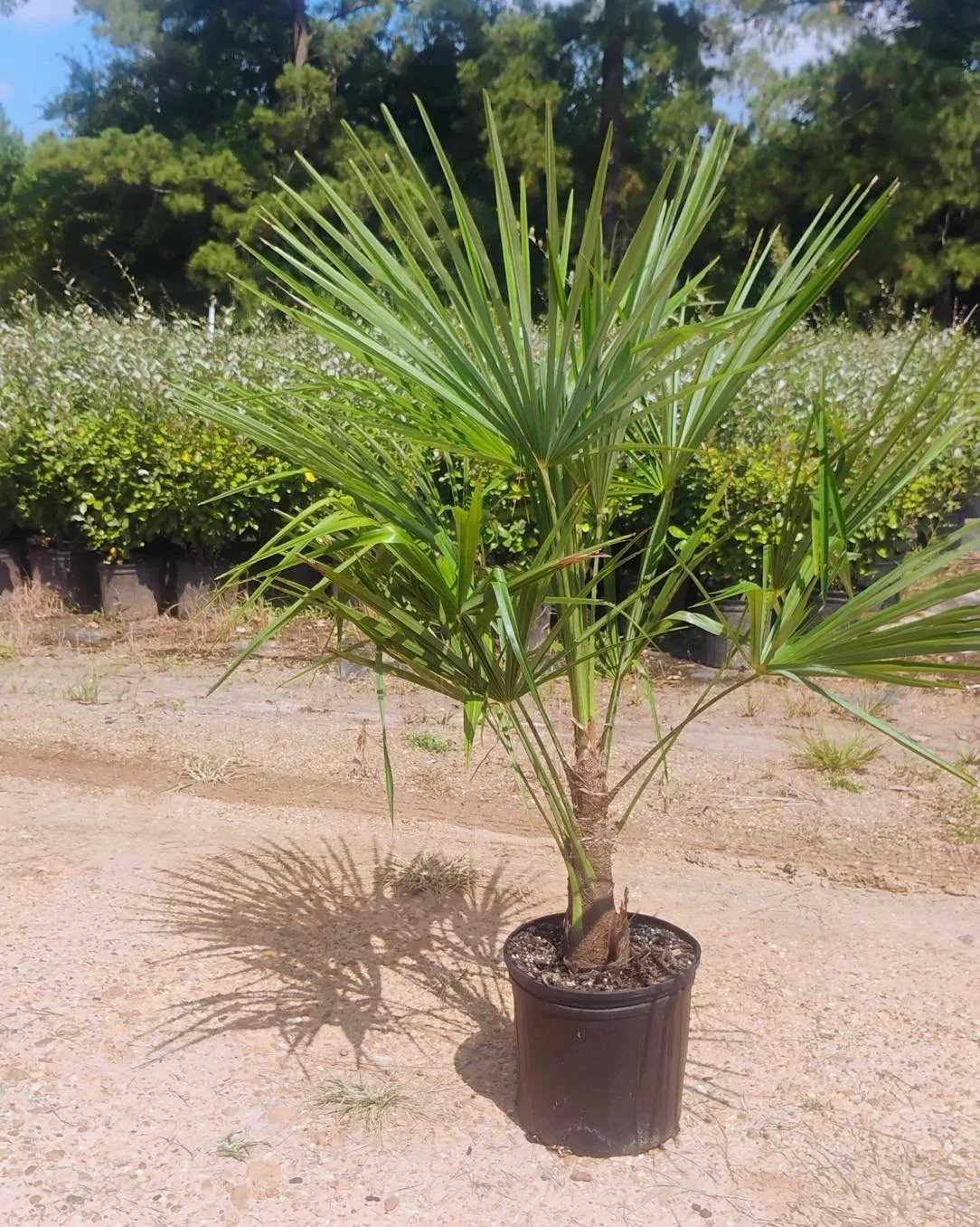 Windmill Palm (#3) = instant tropical vibe 🌴 Perfect for entries and courtyards. DM for availability. 
&bull;
&bull;
&bull;
&bull;
&bull;
&bull;
#BayouStatePlantCo #LandscapeSupply #LandscapeSupplier #LandscapeNursery #WholesaleNursery
#LandscapeCon