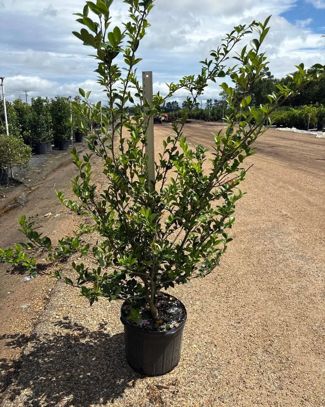 Camellia/Sasanqua (#7) = evergreen + seasonal blooms 🌺 Great for premium beds and entry plantings.
Pictured here: Pink Snow &amp; Yuletide
&bull;
&bull;
&bull;
&bull;
&bull;
&bull;
#BayouStatePlantCo #LandscapeSupply #LandscapeSupplier #LandscapeNur
