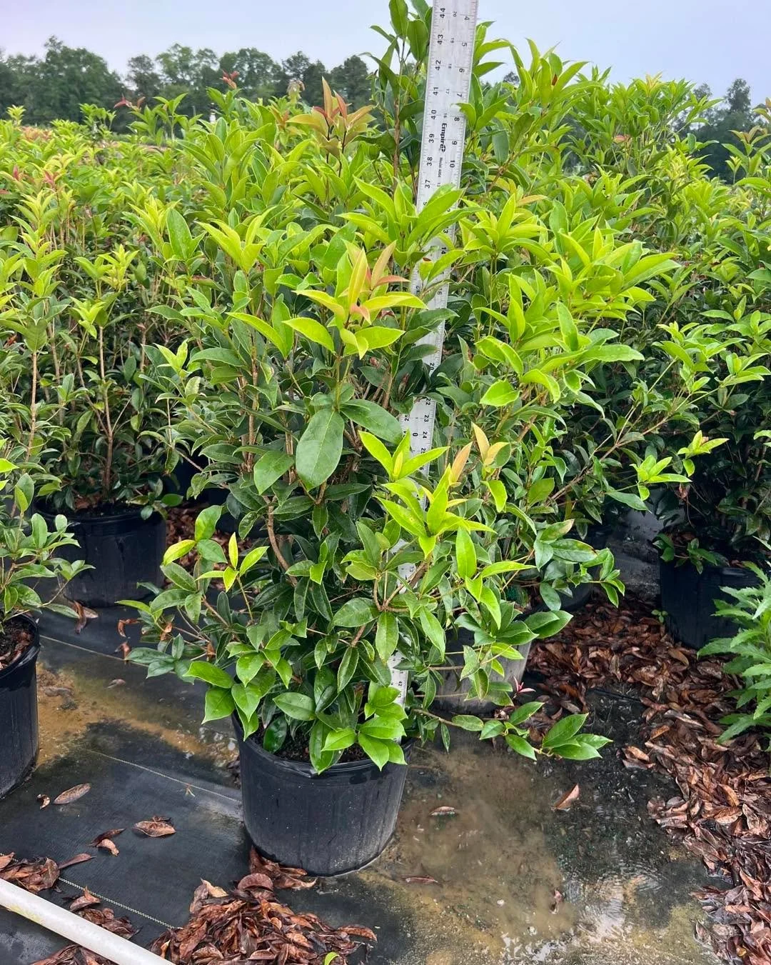 Sweet / Tea Olive (#7) = evergreen screen + incredible fragrance.
DM for availability.
&bull;
&bull;
&bull;
&bull;
&bull;
&bull;
#BayouStatePlantCo #LandscapeSupply #LandscapeSupplier #LandscapeNursery #WholesaleNursery
#LandscapeContractor #Landscap
