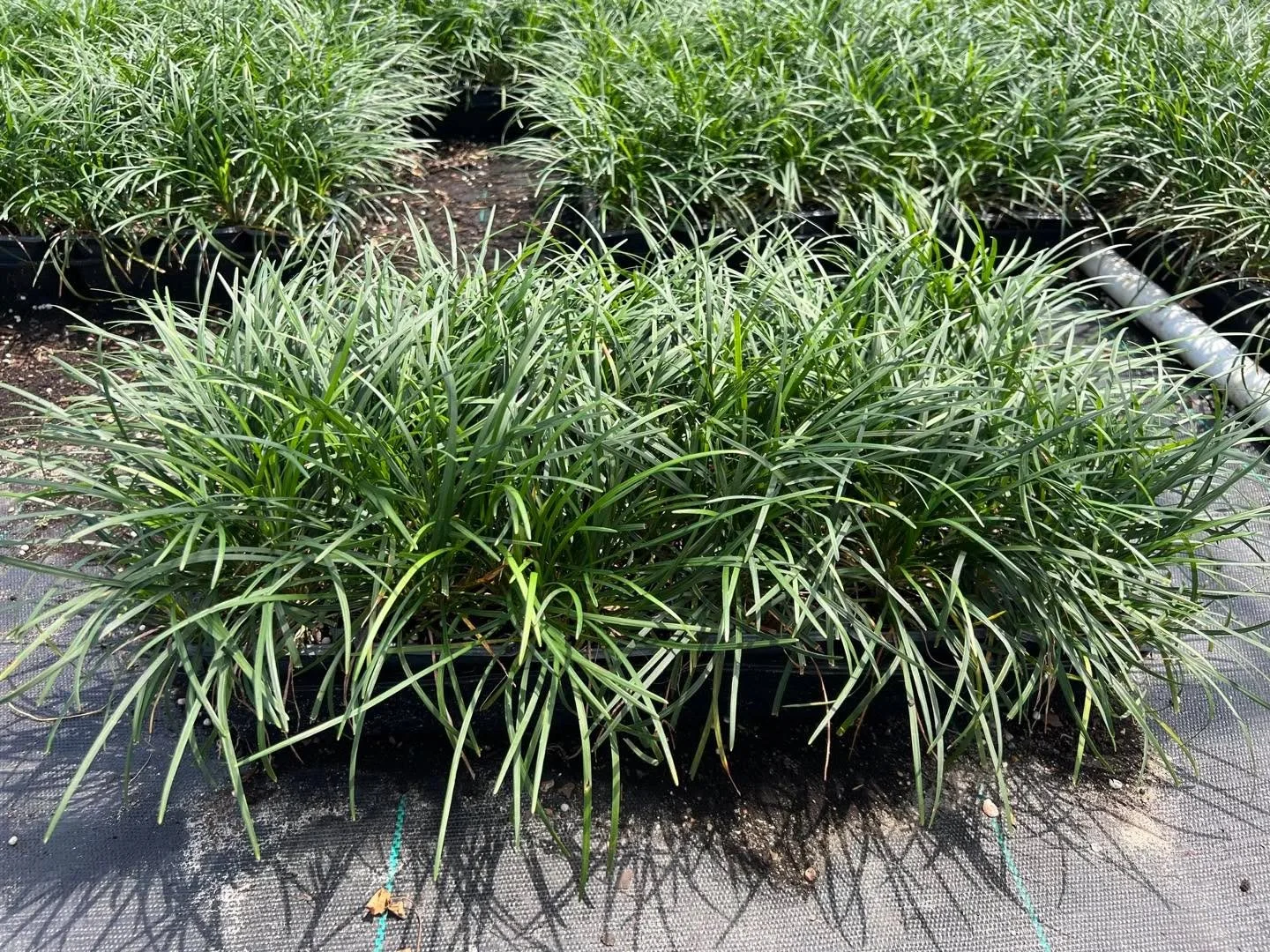 Regular Mondo (4&rdquo;) = classic, clean, and easy. Great for borders + underplanting. DM for volume.
&bull;
&bull;
&bull;
&bull;
&bull;
&bull;
#BayouStatePlantCo #LandscapeSupply #LandscapeSupplier #LandscapeNursery #WholesaleNursery
#LandscapeCont